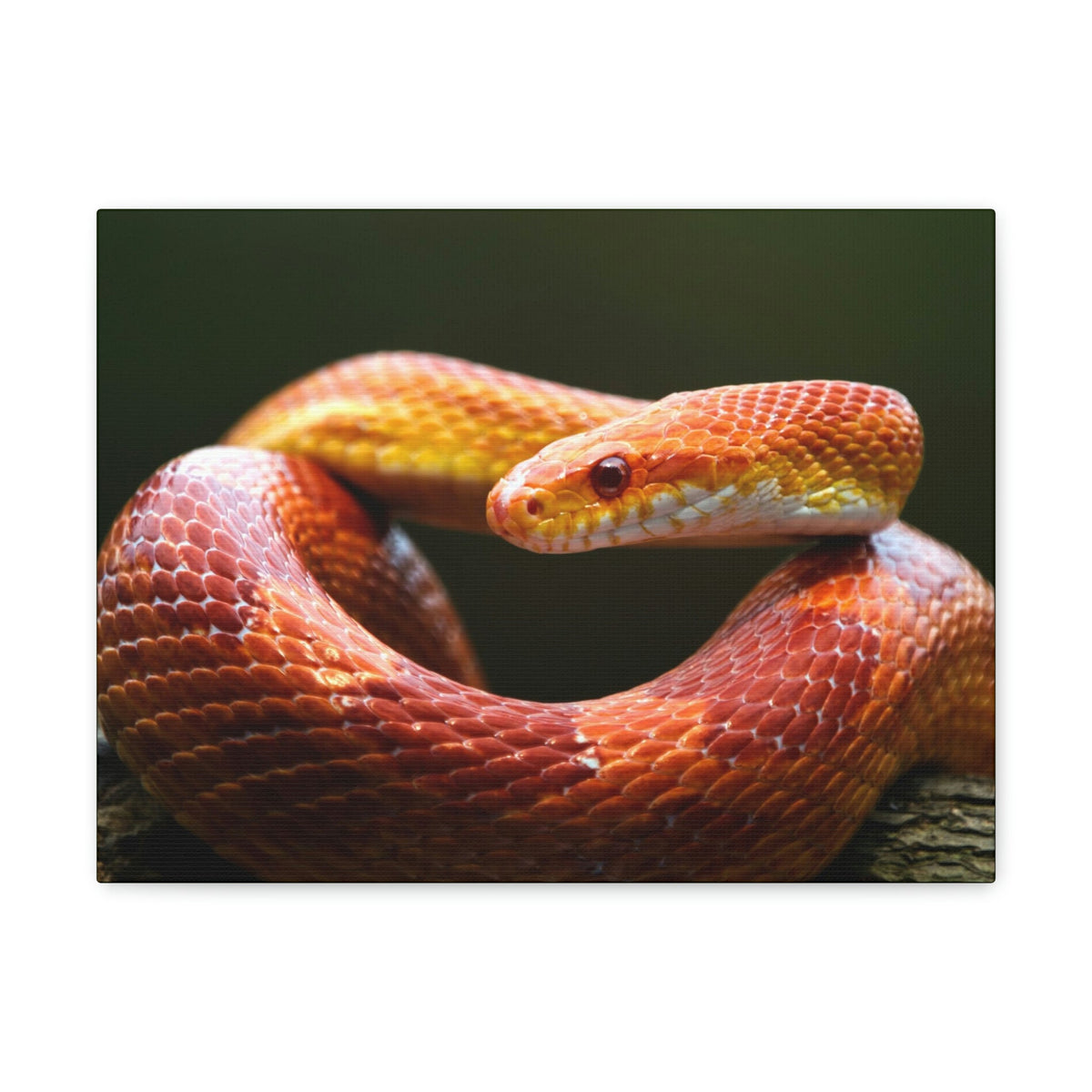 Scripture Walls Majestic Corn Snake Art Majestic Corn Snake Print Animal Wall Art Wildlife Canvas Prints Wall Art Ready to Hang Unframed-Express Your Love Gifts