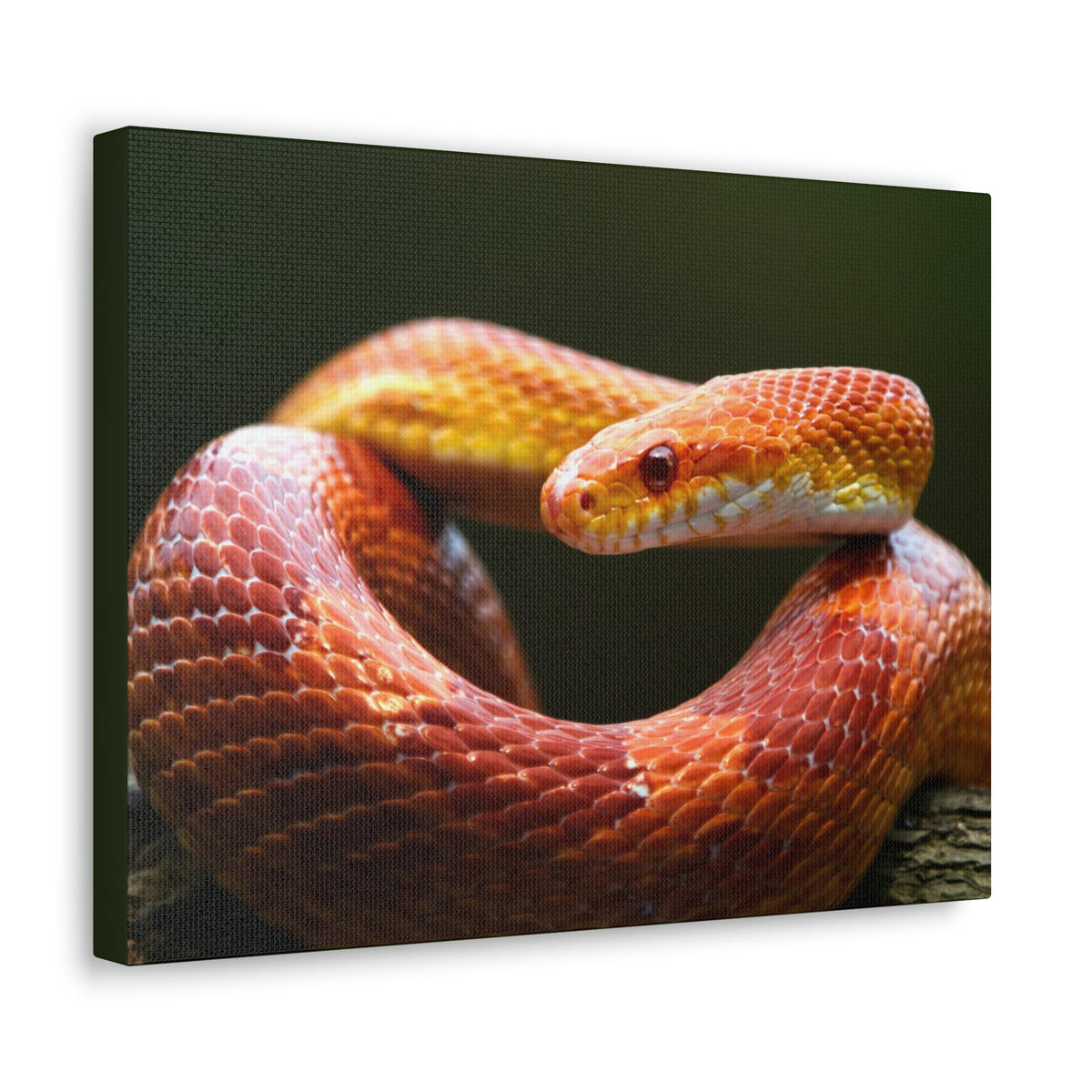 Scripture Walls Majestic Corn Snake Art Majestic Corn Snake Print Animal Wall Art Wildlife Canvas Prints Wall Art Ready to Hang Unframed-Express Your Love Gifts