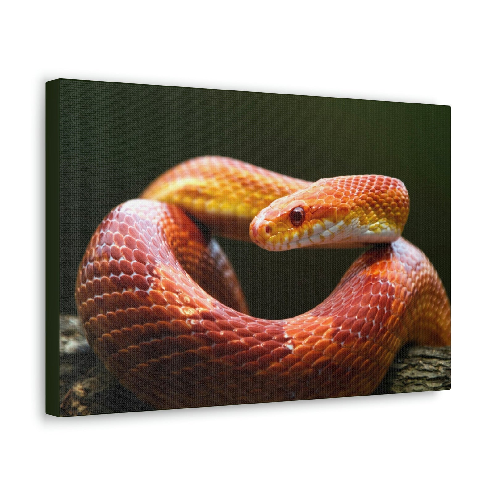 Scripture Walls Majestic Corn Snake Art Majestic Corn Snake Print Animal Wall Art Wildlife Canvas Prints Wall Art Ready to Hang Unframed-Express Your Love Gifts