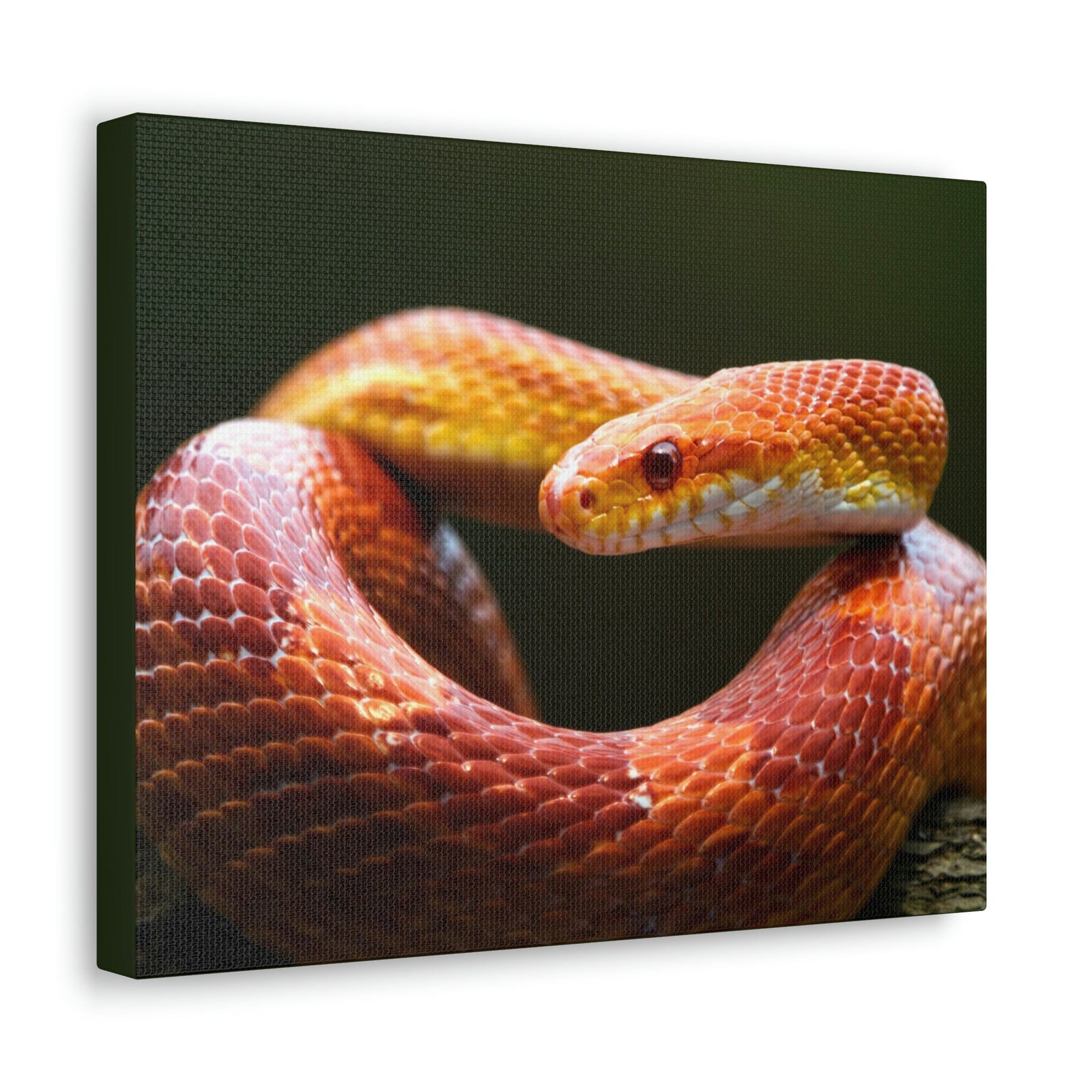 Scripture Walls Majestic Corn Snake Art Majestic Corn Snake Print Animal Wall Art Wildlife Canvas Prints Wall Art Ready to Hang Unframed-Express Your Love Gifts