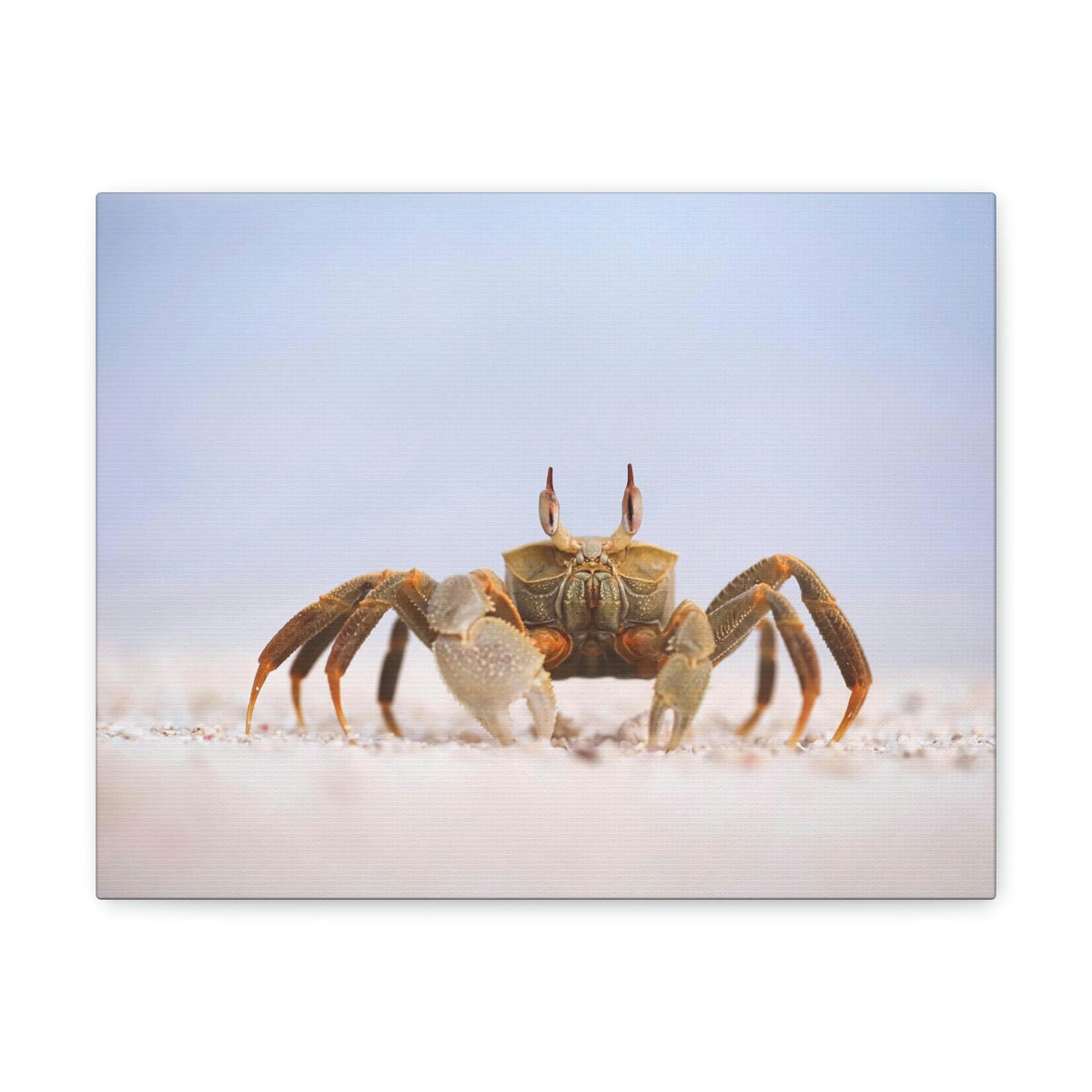 Scripture Walls Majestic Crab Art Majestic Crab Print Animal Wall Art Wildlife Canvas Prints Wall Art Ready to Hang Unframed-Express Your Love Gifts