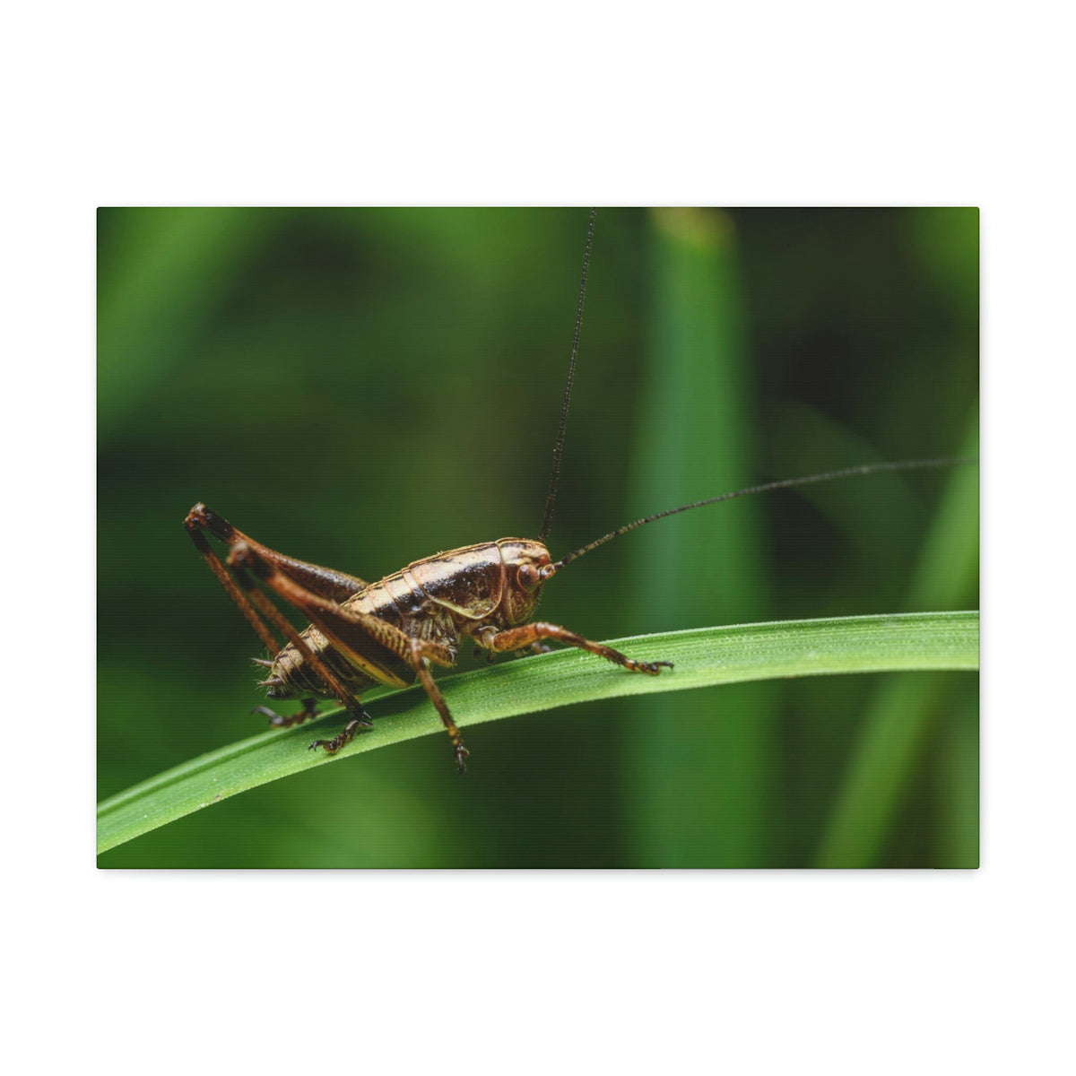 Scripture Walls Majestic Cricket Art Majestic Cricket Print Animal Wall Art Wildlife Canvas Prints Wall Art Ready to Hang Unframed-Express Your Love Gifts