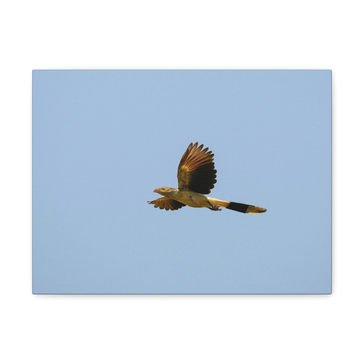 Scripture Walls Majestic Cuckoo Bird Flying Free Print Animal Wall Art Wildlife Canvas Prints Wall Art Ready to Hang Unframed-Express Your Love Gifts