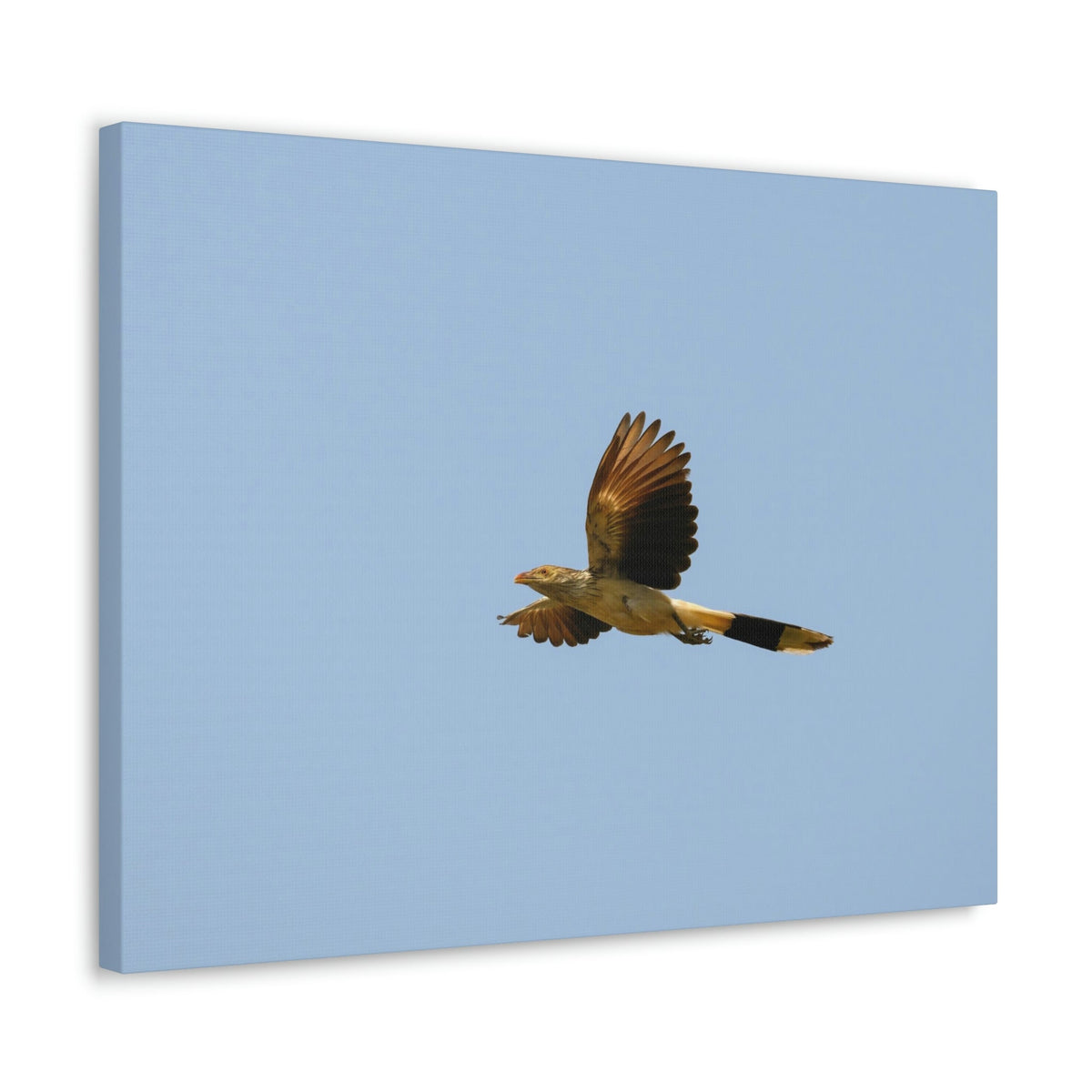 Scripture Walls Majestic Cuckoo Bird Flying Free Print Animal Wall Art Wildlife Canvas Prints Wall Art Ready to Hang Unframed-Express Your Love Gifts