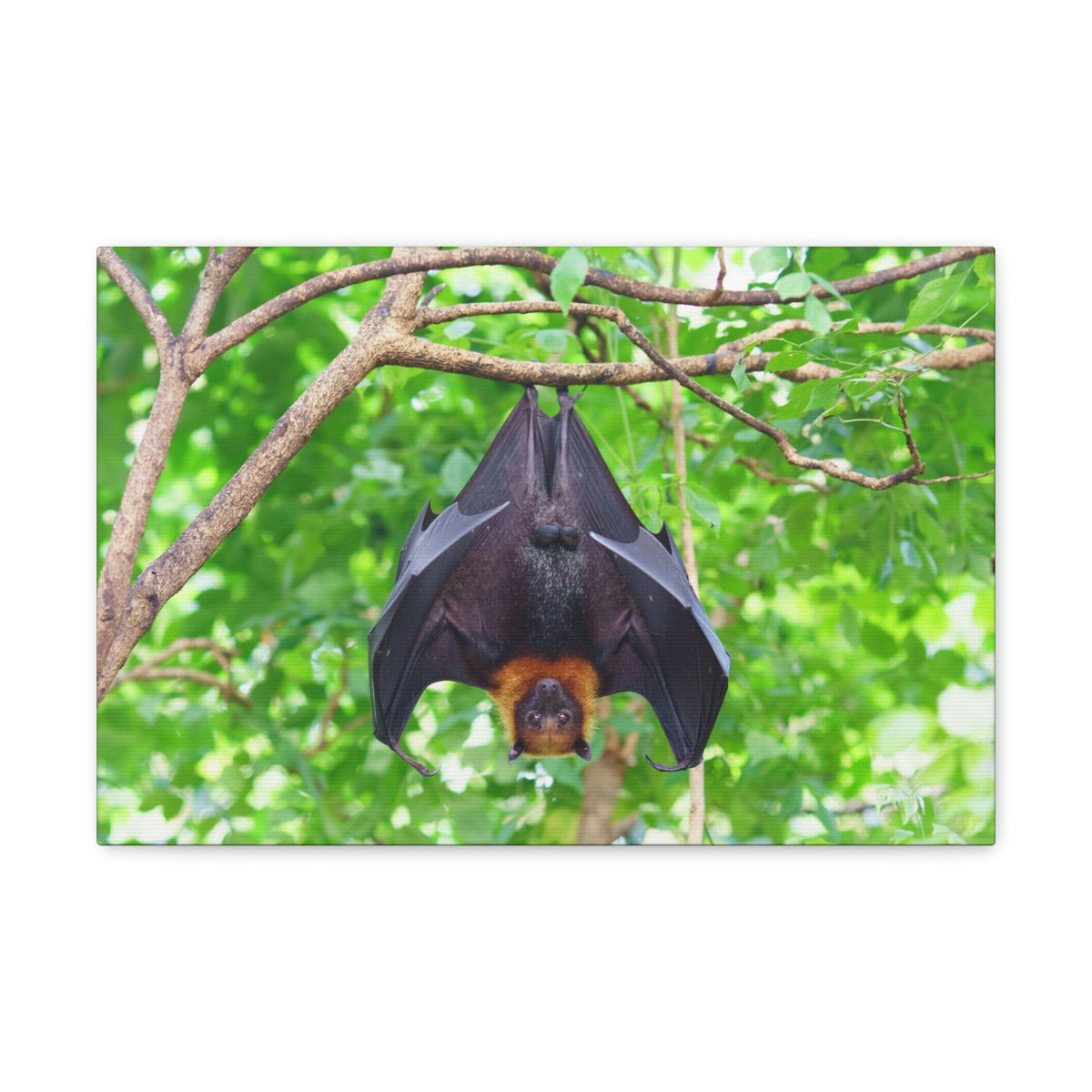 Majestic Fruit Bat Hanging on a Tree in the Forest Unframed-Express Your Love Gifts