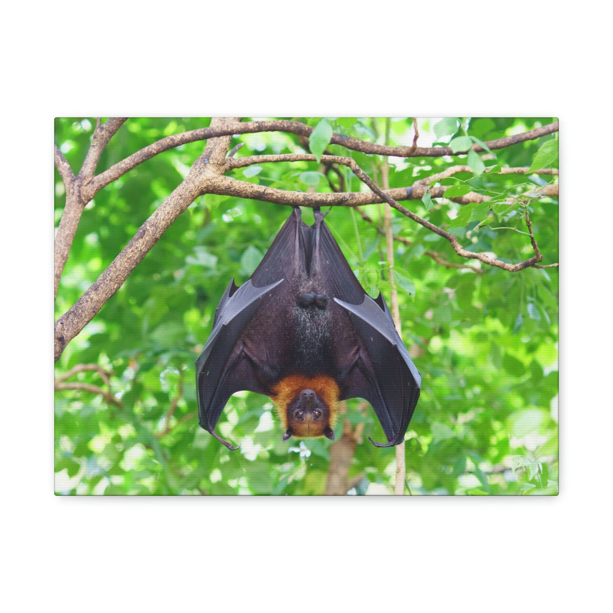 Majestic Fruit Bat Hanging on a Tree in the Forest Unframed-Express Your Love Gifts