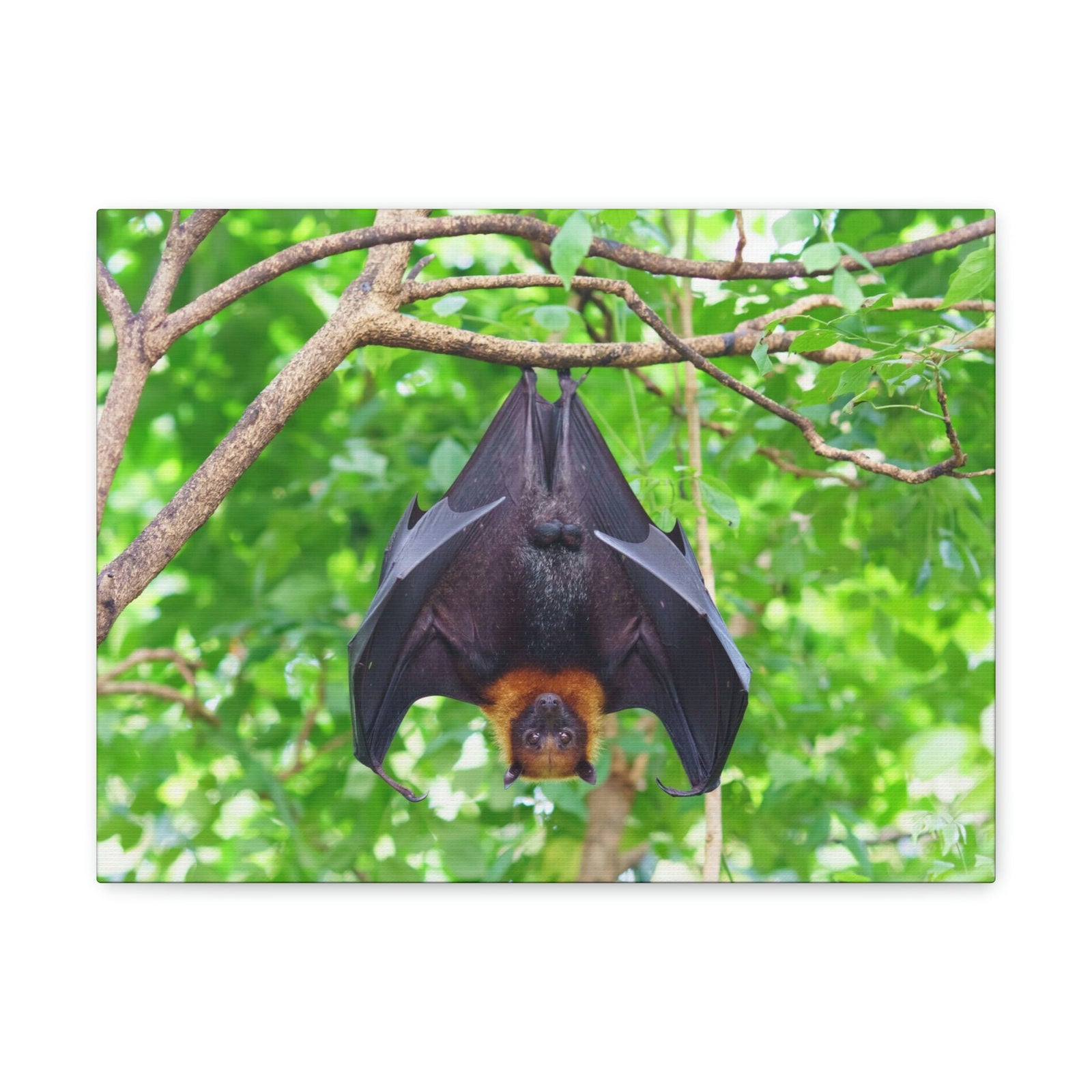 Majestic Fruit Bat Hanging on a Tree in the Forest Unframed-Express Your Love Gifts