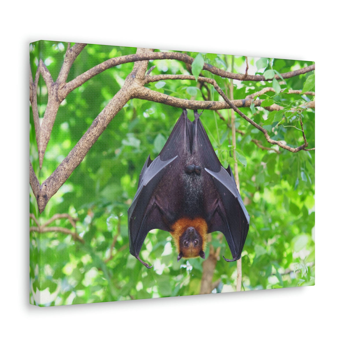 Majestic Fruit Bat Hanging on a Tree in the Forest Unframed-Express Your Love Gifts
