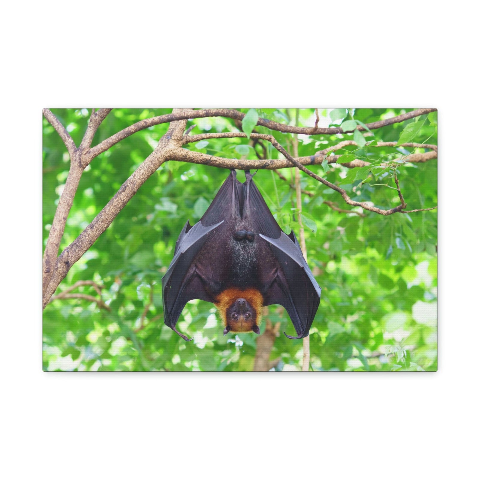 Majestic Fruit Bat Hanging on a Tree in the Forest Unframed-Express Your Love Gifts