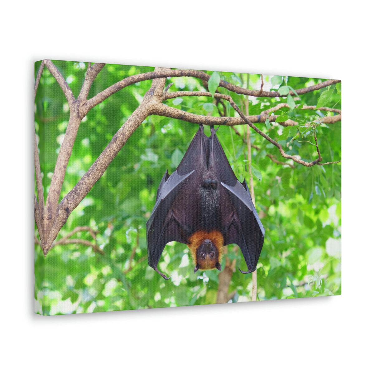 Majestic Fruit Bat Hanging on a Tree in the Forest Unframed-Express Your Love Gifts