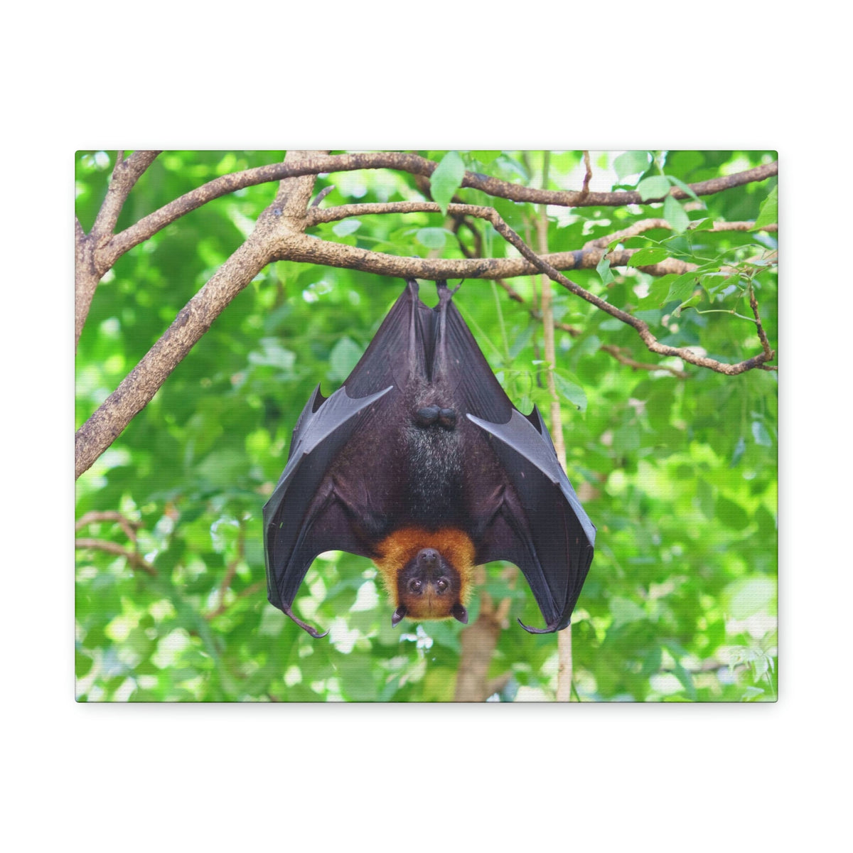Majestic Fruit Bat Hanging on a Tree in the Forest Unframed-Express Your Love Gifts