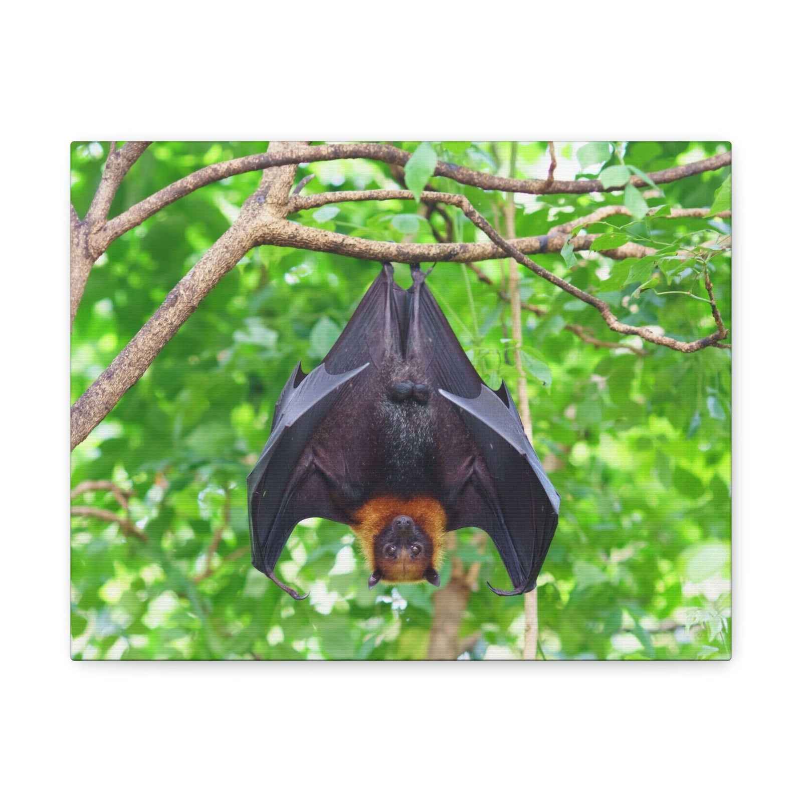 Majestic Fruit Bat Hanging on a Tree in the Forest Unframed-Express Your Love Gifts