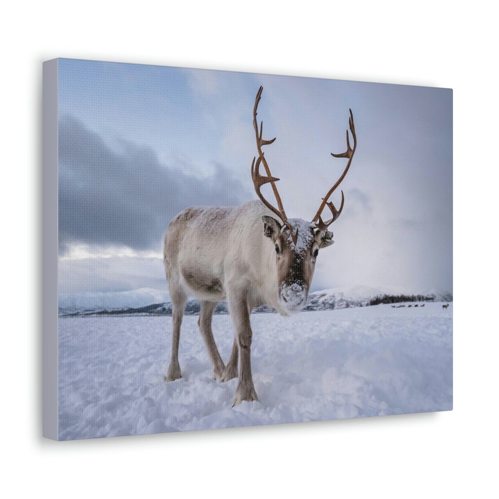 Scripture Walls Majestic Reindeer Art Majestic Reindeer Print Animal Wall Art Wildlife Canvas Prints Wall Art Ready to Hang Unframed-Express Your Love Gifts