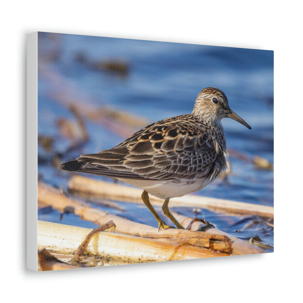 Scripture Walls Majestic Sandpiper Art Majestic Sandpiper Print Animal Wall Art Wildlife Canvas Prints Wall Art Ready to Hang Unframed-Express Your Love Gifts
