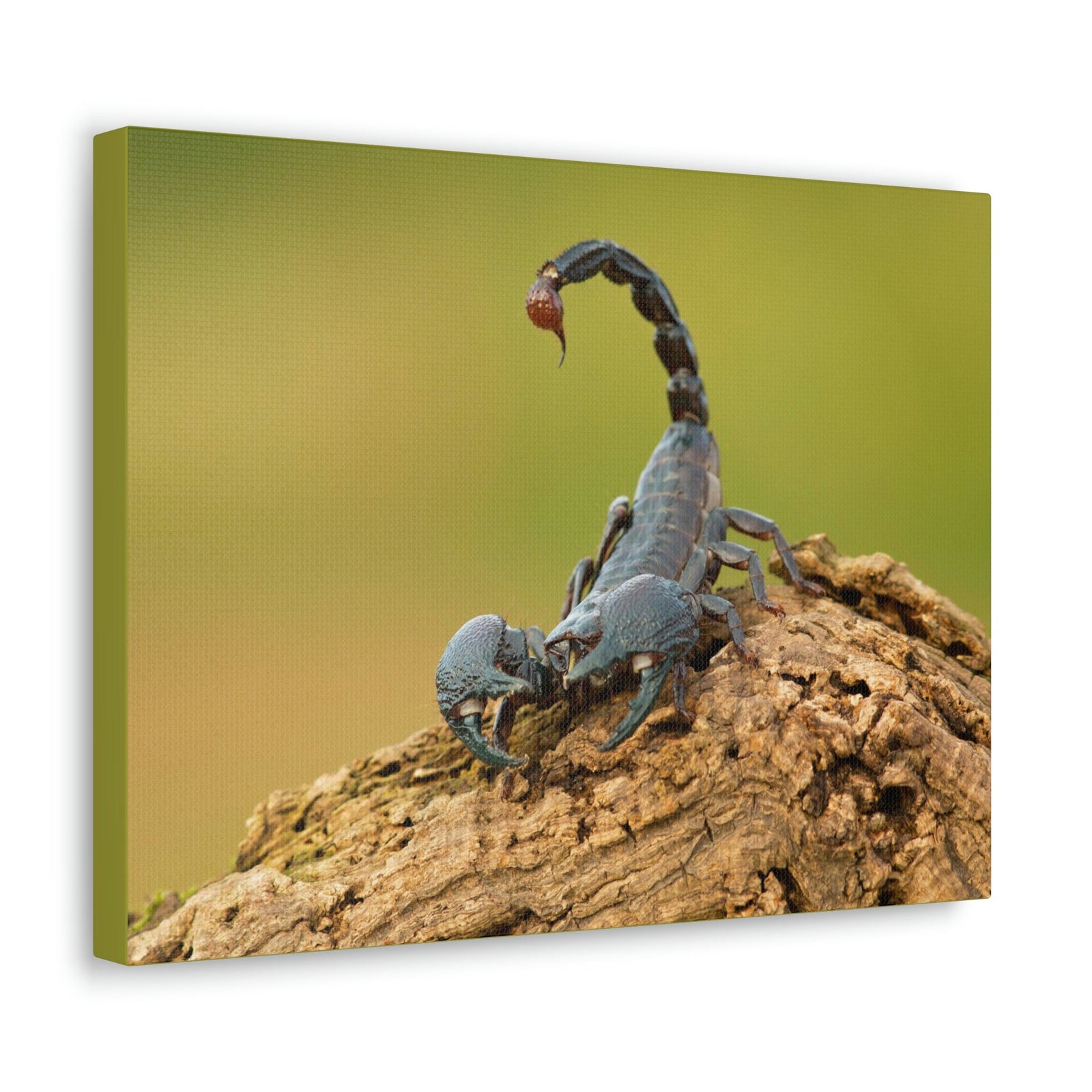 Scripture Walls Majestic Scorpion Art Majestic Scorpion Print Animal Wall Art Wildlife Canvas Prints Wall Art Ready to Hang Unframed-Express Your Love Gifts