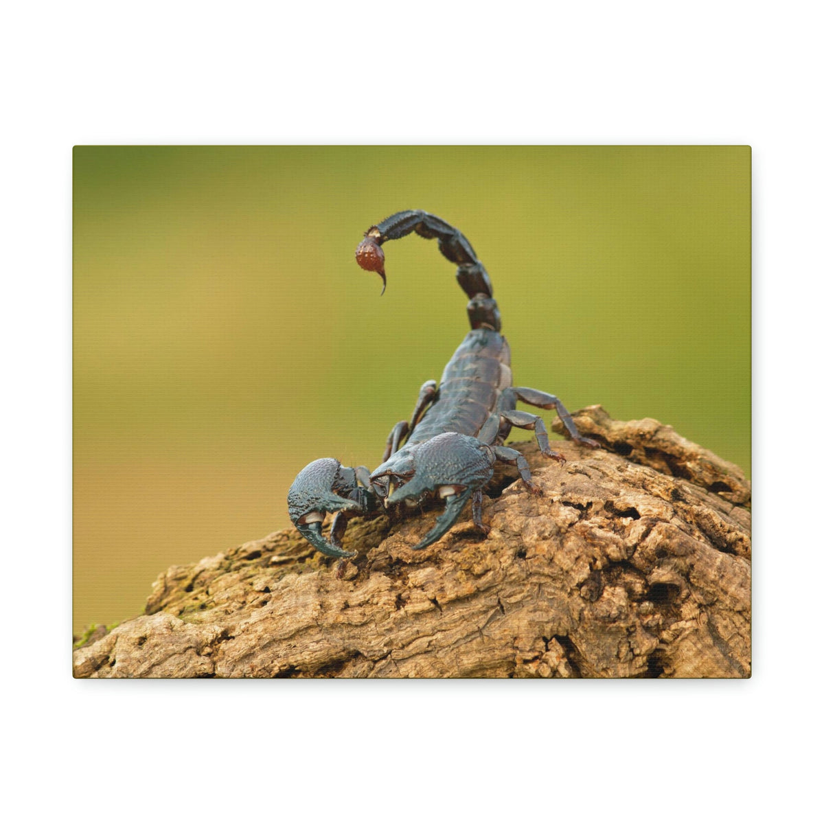 Scripture Walls Majestic Scorpion Art Majestic Scorpion Print Animal Wall Art Wildlife Canvas Prints Wall Art Ready to Hang Unframed-Express Your Love Gifts