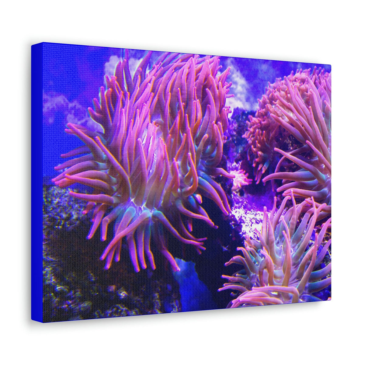 Scripture Walls Majestic Sea Anemone Art Majestic Sea Anemone Print Animal Wall Art Wildlife Canvas Prints Wall Art Ready to Hang Unframed-Express Your Love Gifts