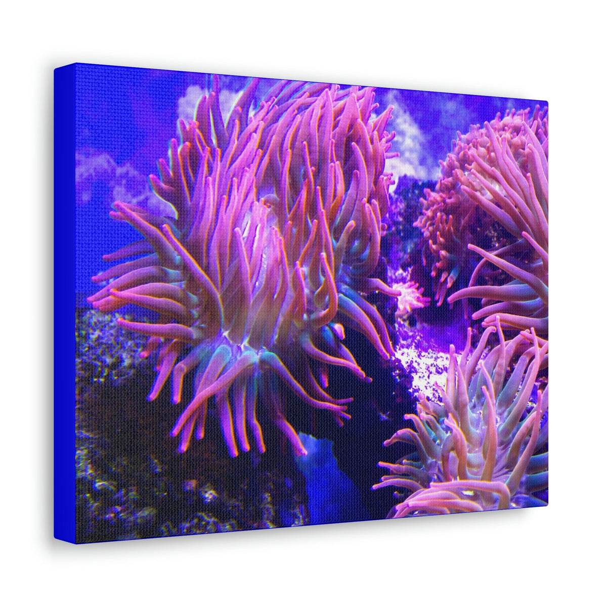 Scripture Walls Majestic Sea Anemone Art Majestic Sea Anemone Print Animal Wall Art Wildlife Canvas Prints Wall Art Ready to Hang Unframed-Express Your Love Gifts