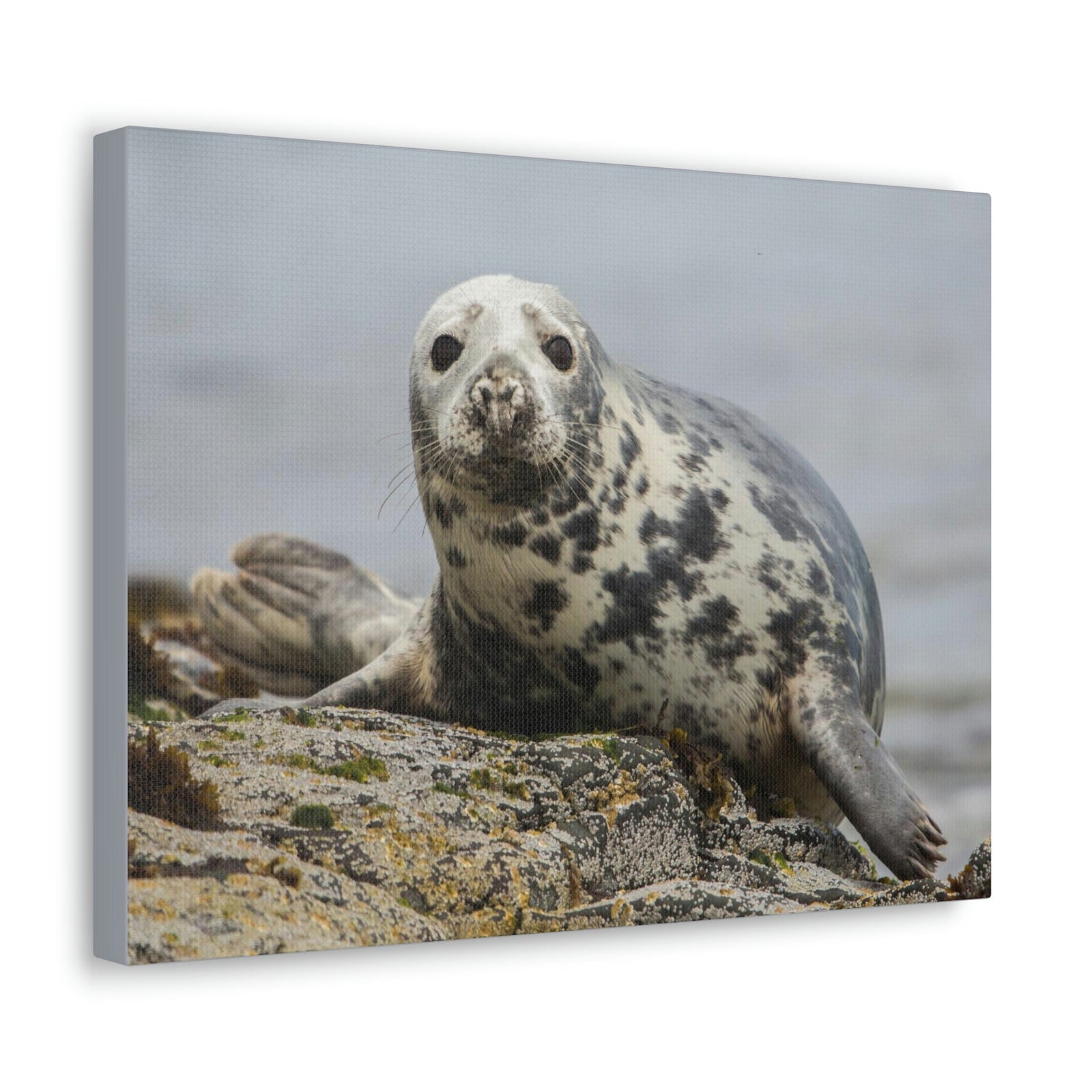 Scripture Walls Majestic Seal Art Majestic Seal Print Animal Wall Art Wildlife Canvas Prints Wall Art Ready to Hang Unframed-Express Your Love Gifts