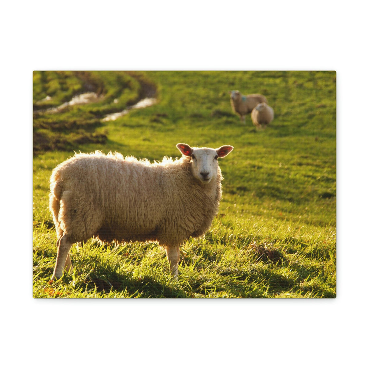 Scripture Walls Majestic Sheep Art Majestic Sheep Print Animal Wall Art Wildlife Canvas Prints Wall Art Ready to Hang Unframed-Express Your Love Gifts