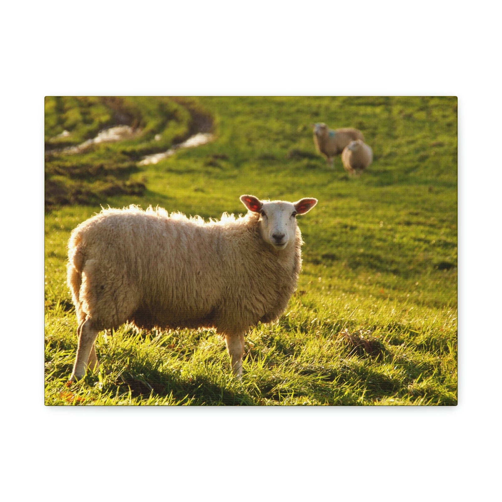 Scripture Walls Majestic Sheep Art Majestic Sheep Print Animal Wall Art Wildlife Canvas Prints Wall Art Ready to Hang Unframed-Express Your Love Gifts
