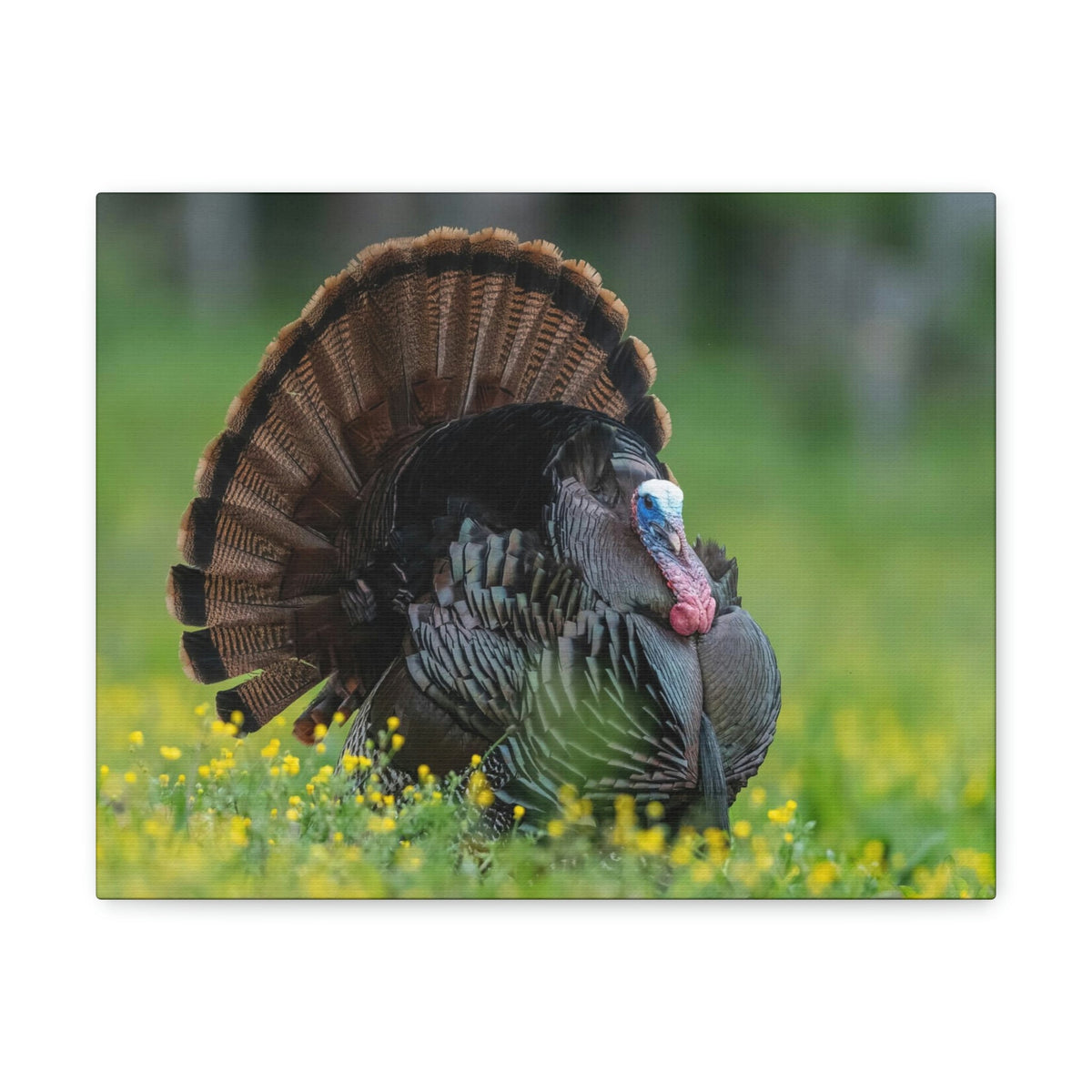 Scripture Walls Majestic Turkey Art Majestic Turkey Print Animal Wall Art Wildlife Canvas Prints Wall Art Ready to Hang Unframed-Express Your Love Gifts