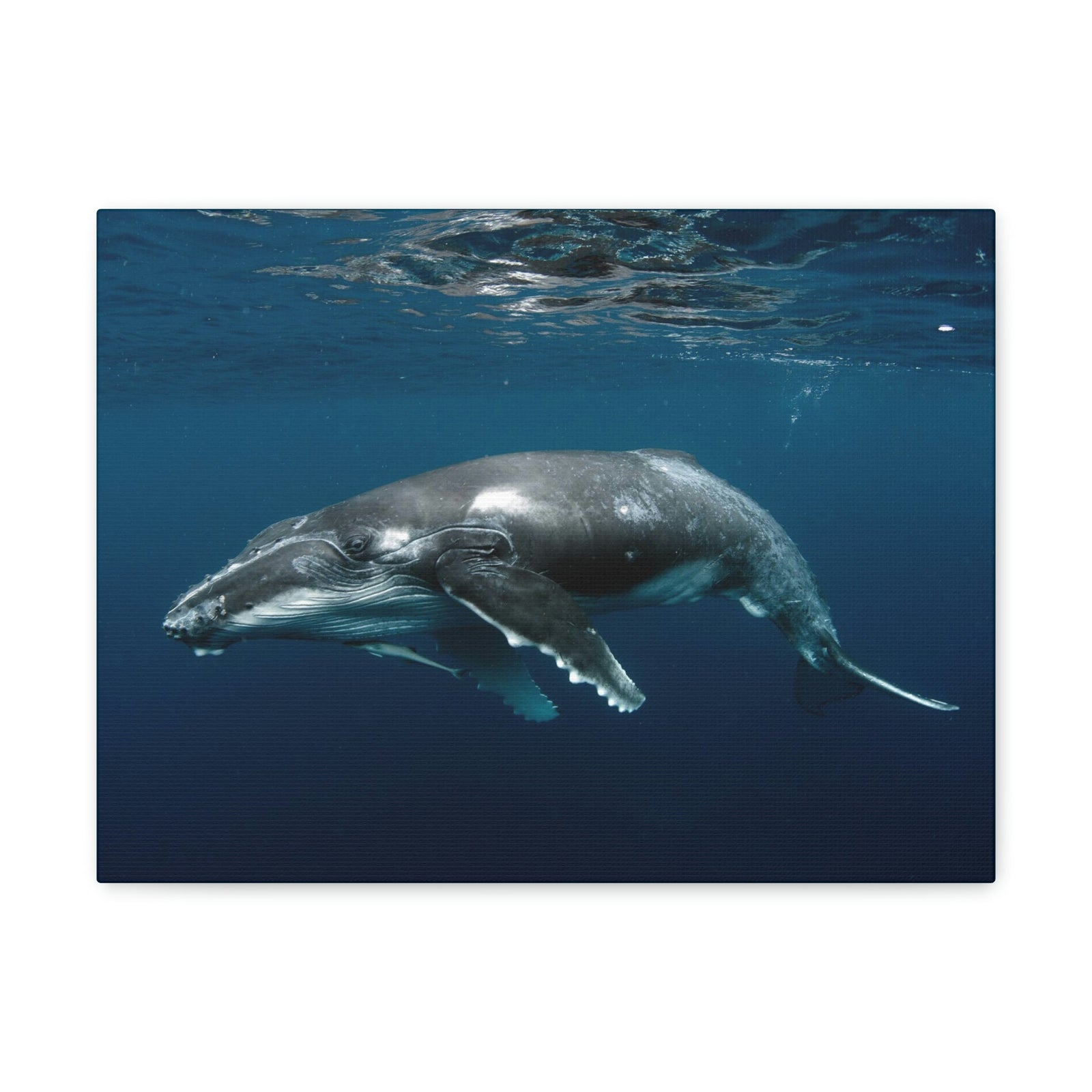 Scripture Walls Majestic Whale Art Majestic Whale Print Animal Wall Art Wildlife Canvas Prints Wall Art Ready to Hang Unframed-Express Your Love Gifts