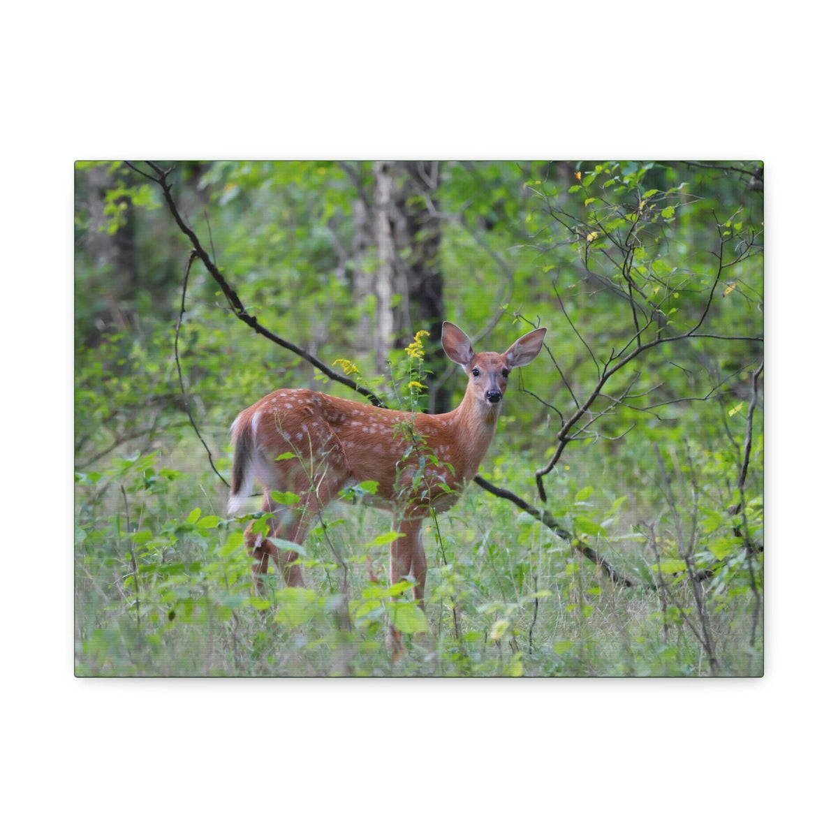 Scripture Walls Majestic White Tailed Deer Art Majestic White Tailed Deer Print Animal Wall Art Wildlife Canvas Prints Wall Art Ready to Hang Unframed-Express Your Love Gifts