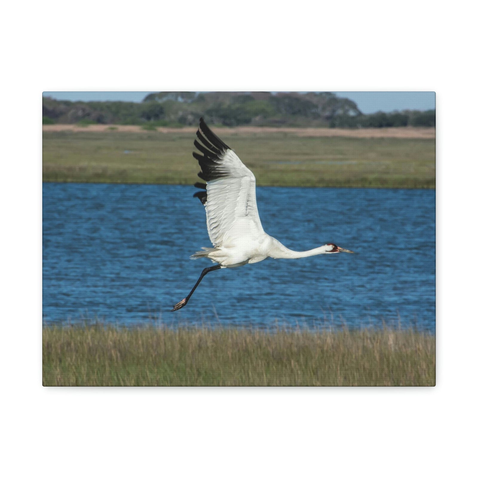 Scripture Walls Majestic Whooping Crane Art Majestic Whooping Crane Print Animal Wall Art Wildlife Canvas Prints Wall Art Ready to Hang Unframed-Express Your Love Gifts