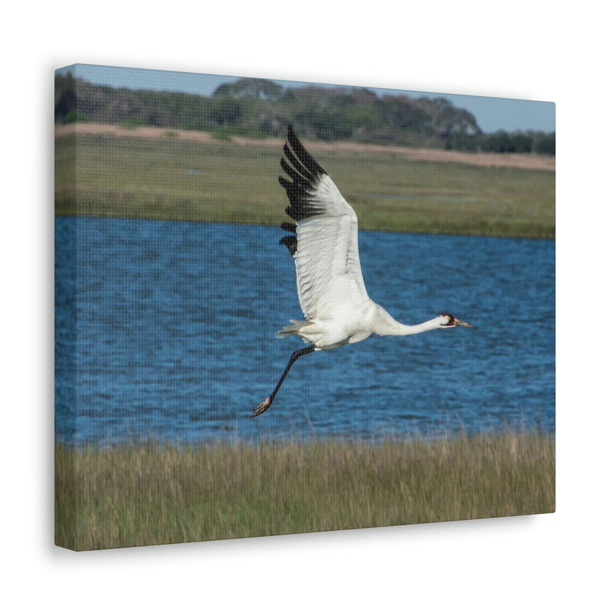 Scripture Walls Majestic Whooping Crane Art Majestic Whooping Crane Print Animal Wall Art Wildlife Canvas Prints Wall Art Ready to Hang Unframed-Express Your Love Gifts