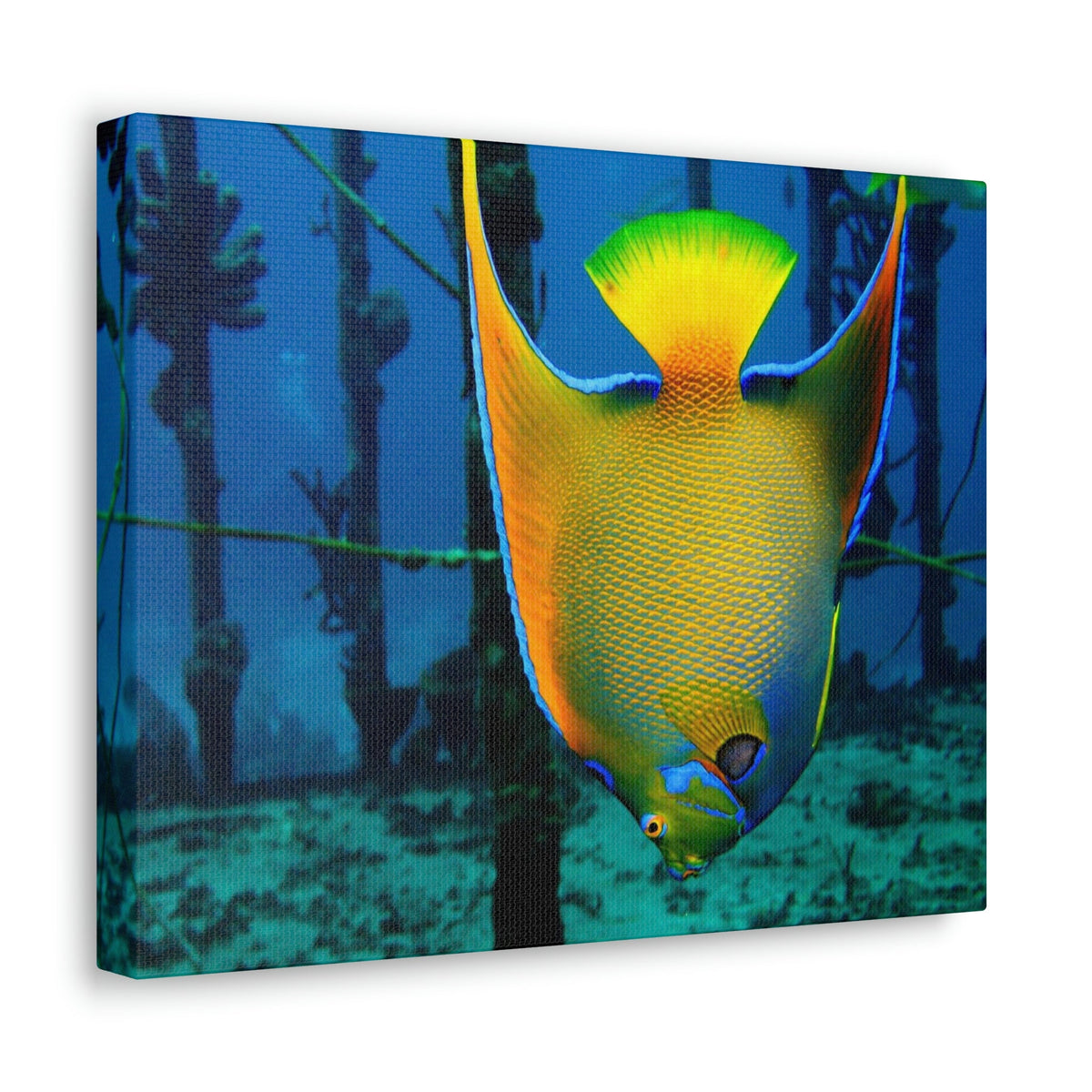 Queen Angel Fish Horizontal Angel Fish Wall Art Ready To Hang Unframed-Express Your Love Gifts