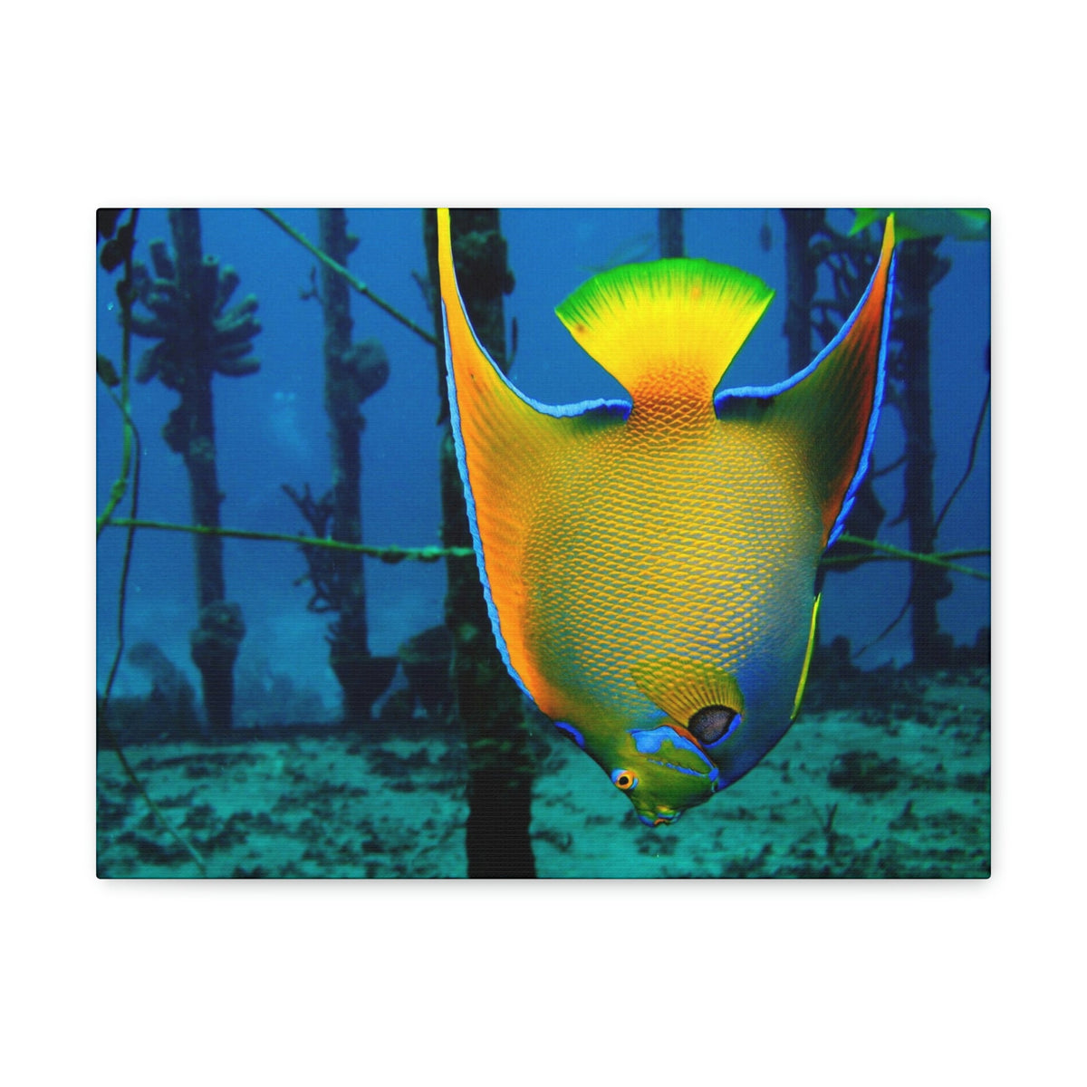 Queen Angel Fish Horizontal Angel Fish Wall Art Ready To Hang Unframed-Express Your Love Gifts