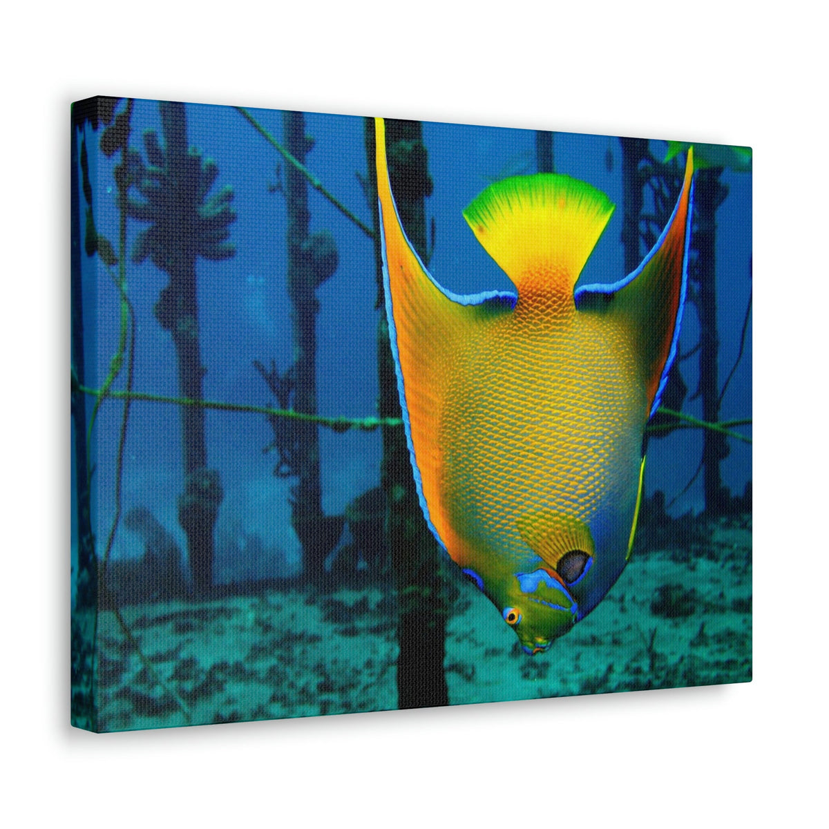 Queen Angel Fish Horizontal Angel Fish Wall Art Ready To Hang Unframed-Express Your Love Gifts