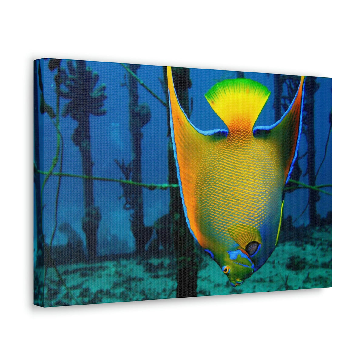 Queen Angel Fish Horizontal Angel Fish Wall Art Ready To Hang Unframed-Express Your Love Gifts