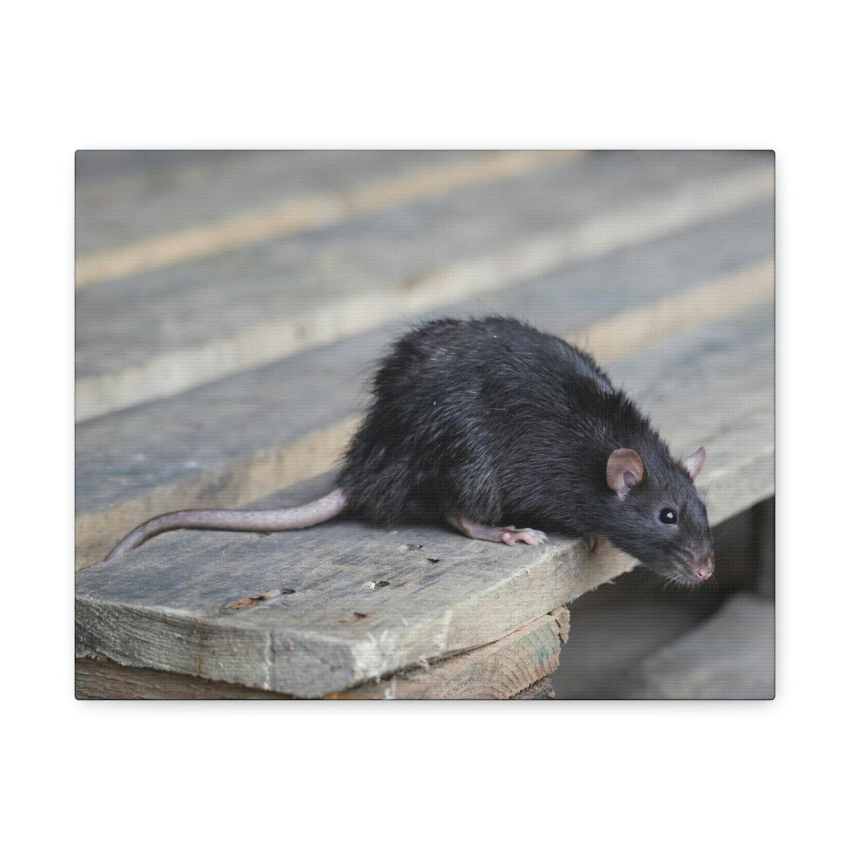 Scripture Walls Rat Hunting Rat on Hunt Print Animal Wall Art Wildlife Canvas Prints Wall Art Ready to Hang Unframed-Express Your Love Gifts