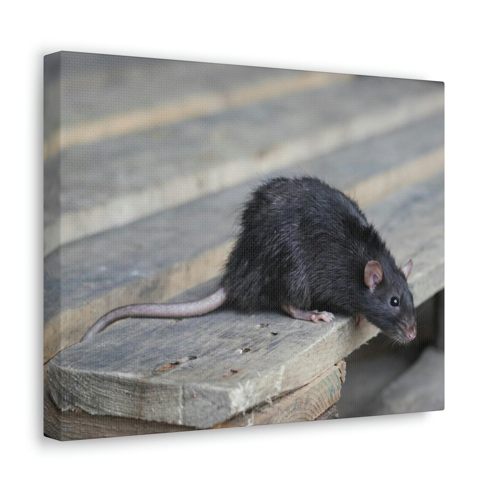 Scripture Walls Rat Hunting Rat on Hunt Print Animal Wall Art Wildlife Canvas Prints Wall Art Ready to Hang Unframed-Express Your Love Gifts