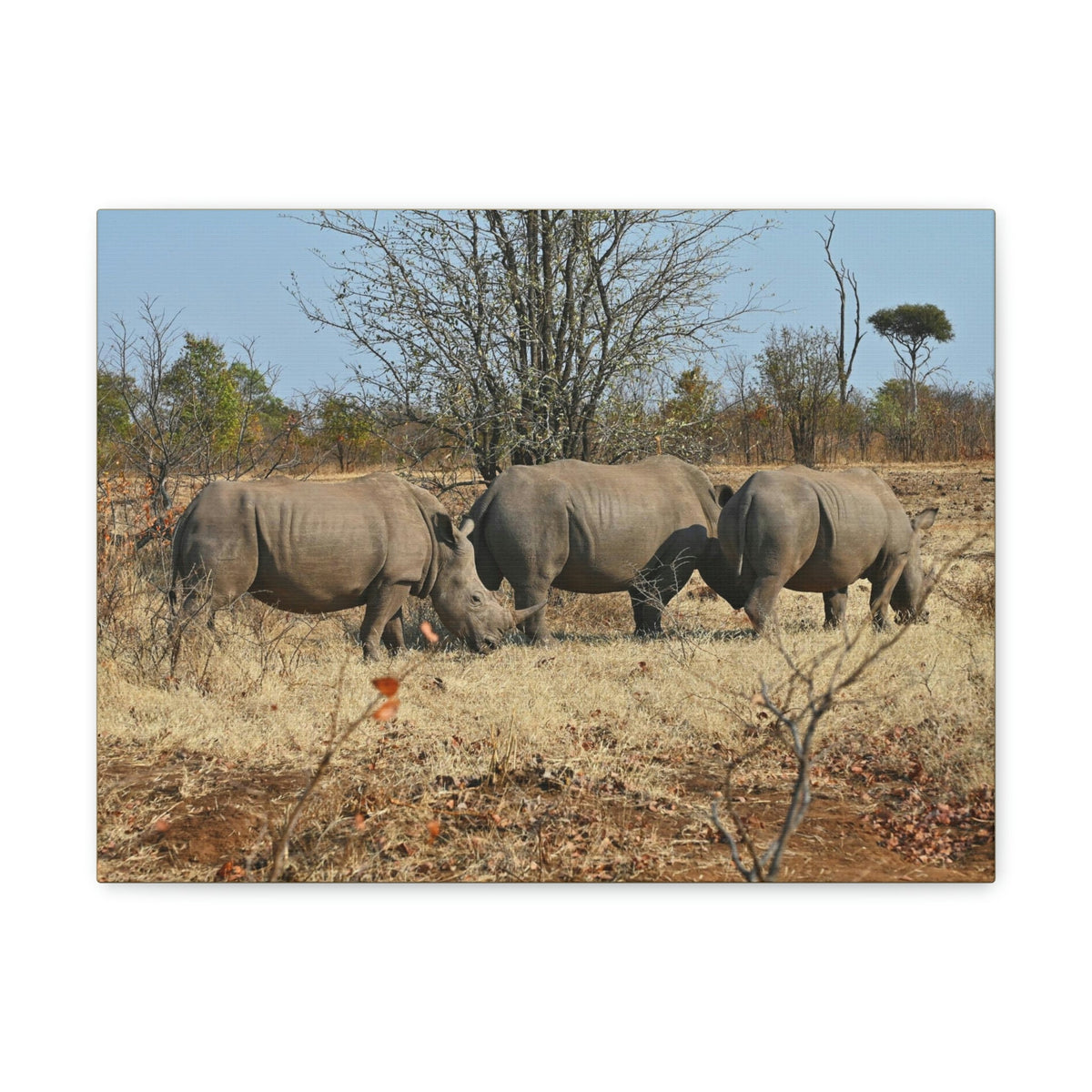 Scripture Walls Rhinoceros Group Rhinoceros Troop Print Animal Wall Art Wildlife Canvas Prints Wall Art Ready to Hang Unframed-Express Your Love Gifts