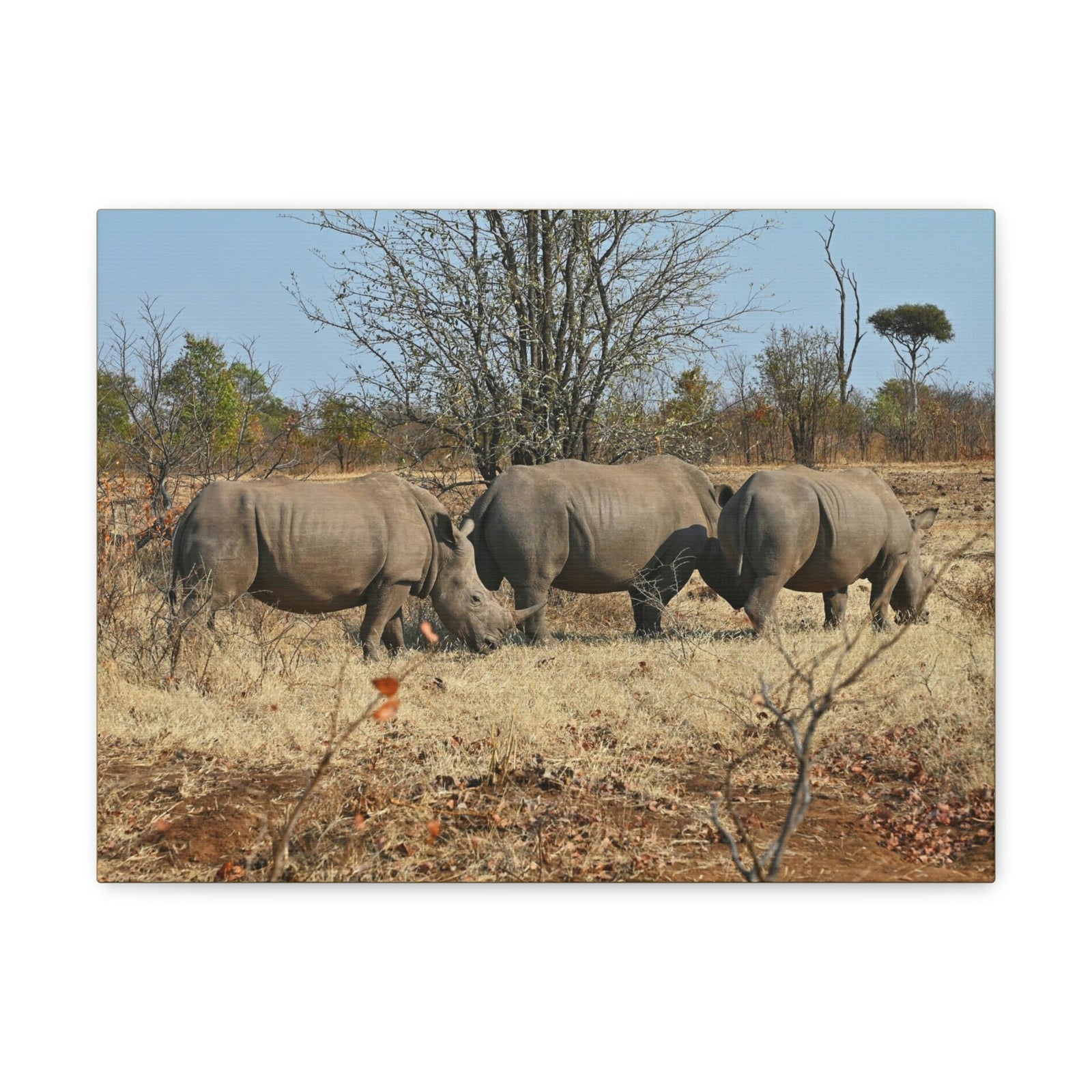 Scripture Walls Rhinoceros Group Rhinoceros Troop Print Animal Wall Art Wildlife Canvas Prints Wall Art Ready to Hang Unframed-Express Your Love Gifts