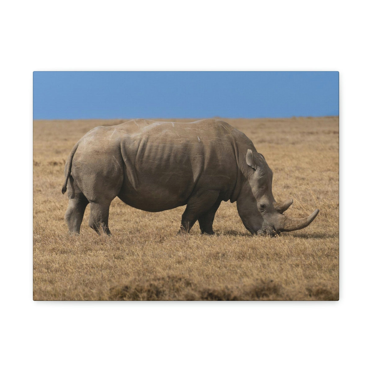 Scripture Walls Rhinoceros Hunting Rhinoceros on Hunt Print Animal Wall Art Wildlife Canvas Prints Wall Art Ready to Hang Unframed-Express Your Love Gifts