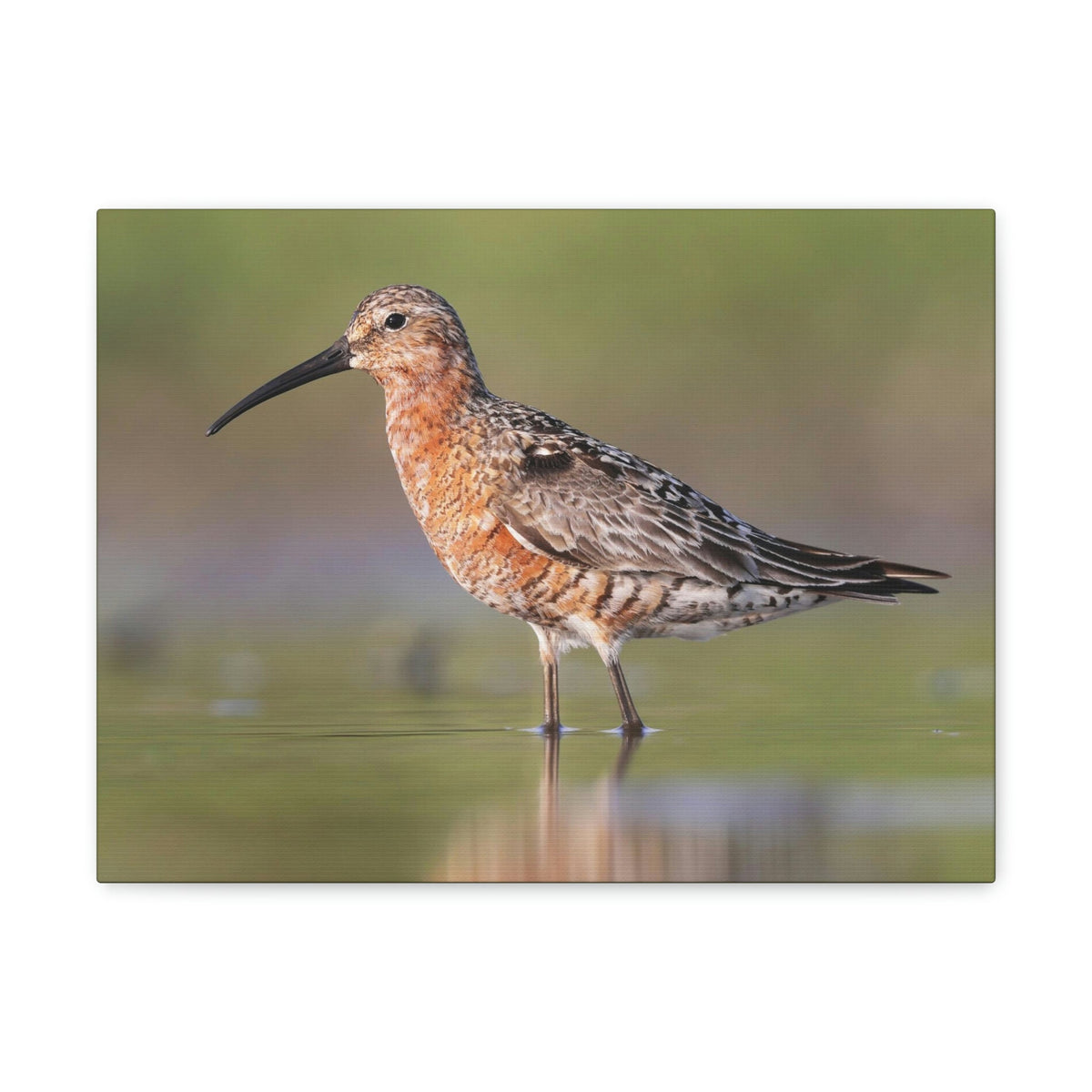 Scripture Walls Sandpiper Hunting Sandpiper on Hunt Print Animal Wall Art Wildlife Canvas Prints Wall Art Ready to Hang Unframed-Express Your Love Gifts