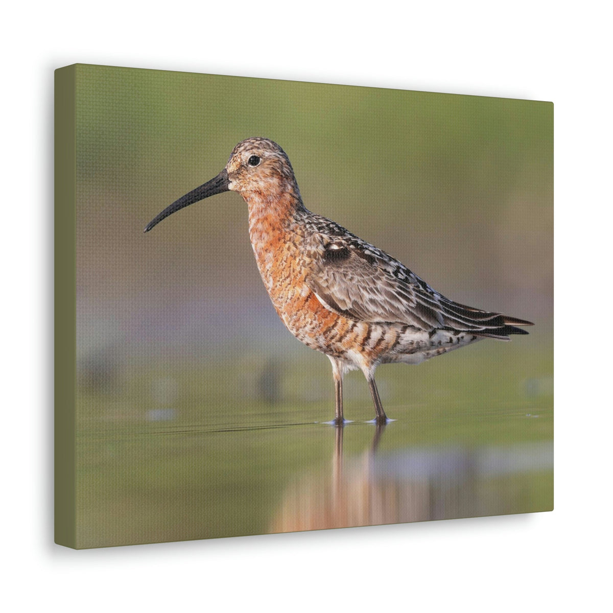 Scripture Walls Sandpiper Hunting Sandpiper on Hunt Print Animal Wall Art Wildlife Canvas Prints Wall Art Ready to Hang Unframed-Express Your Love Gifts