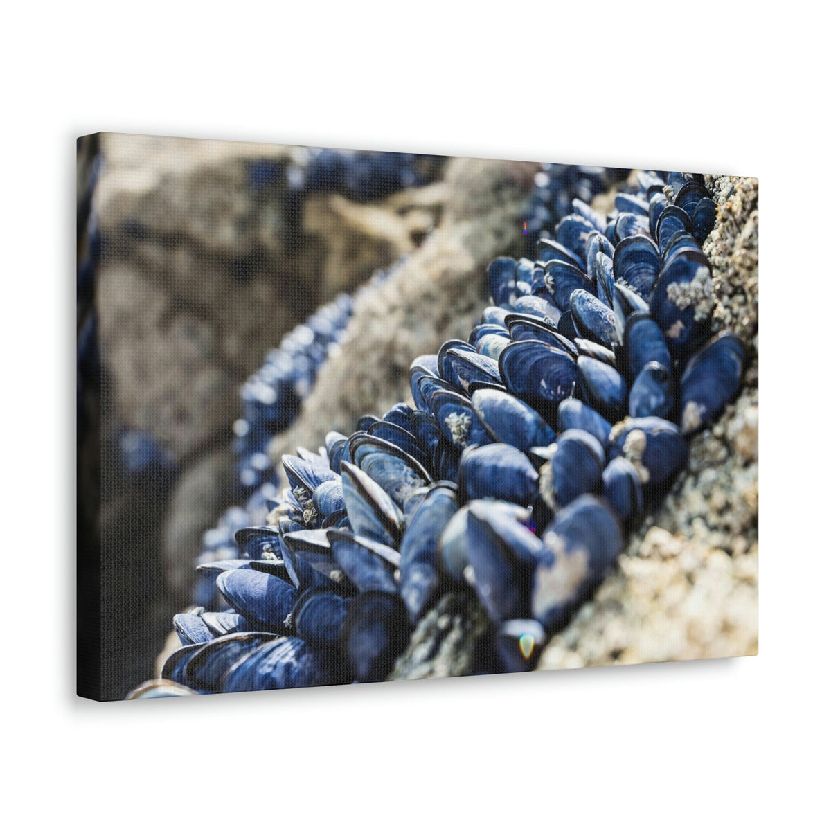 Scripture Walls Scallop Group Scallop Troop Print Animal Wall Art Wildlife Canvas Prints Wall Art Ready to Hang Unframed-Express Your Love Gifts