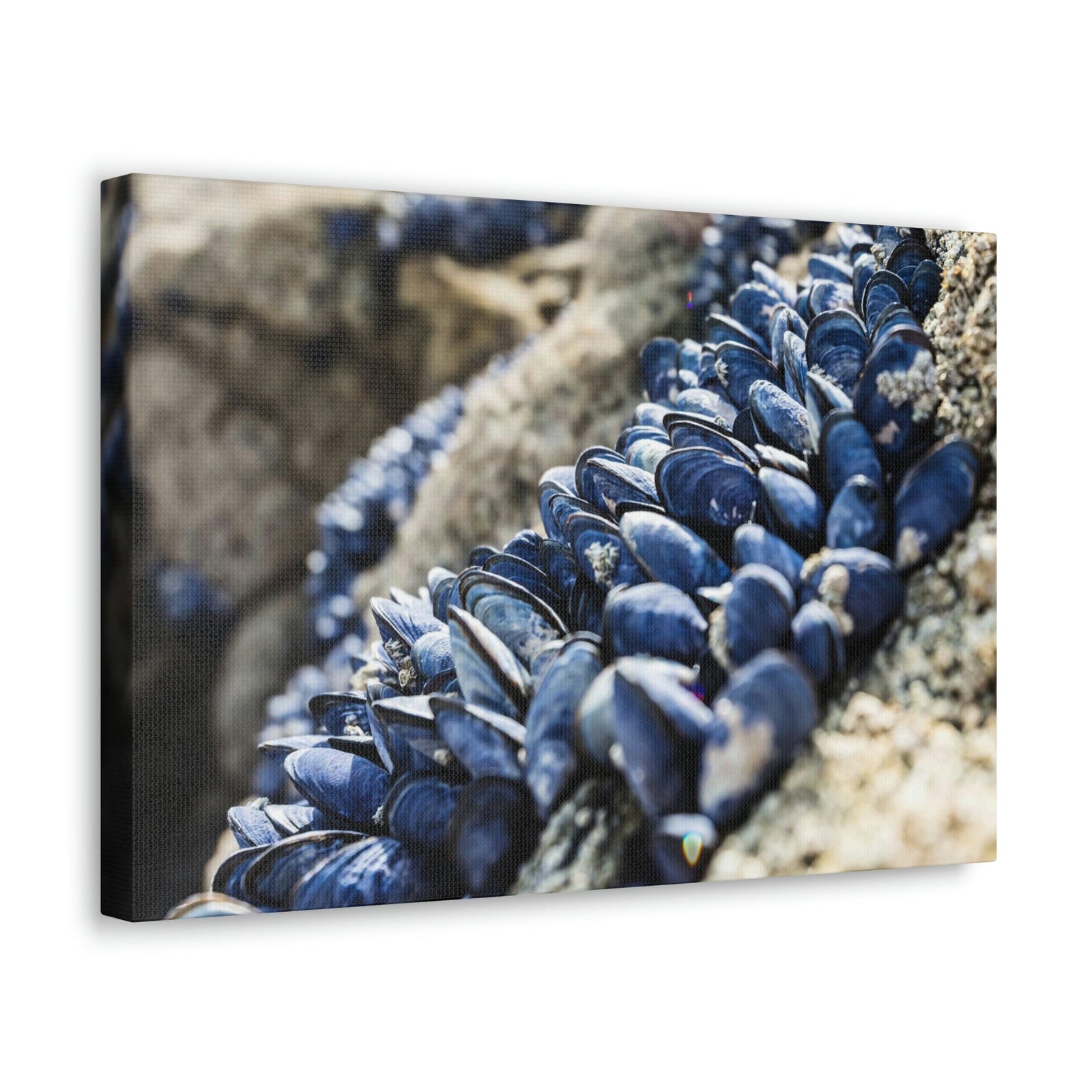 Scripture Walls Scallop Group Scallop Troop Print Animal Wall Art Wildlife Canvas Prints Wall Art Ready to Hang Unframed-Express Your Love Gifts