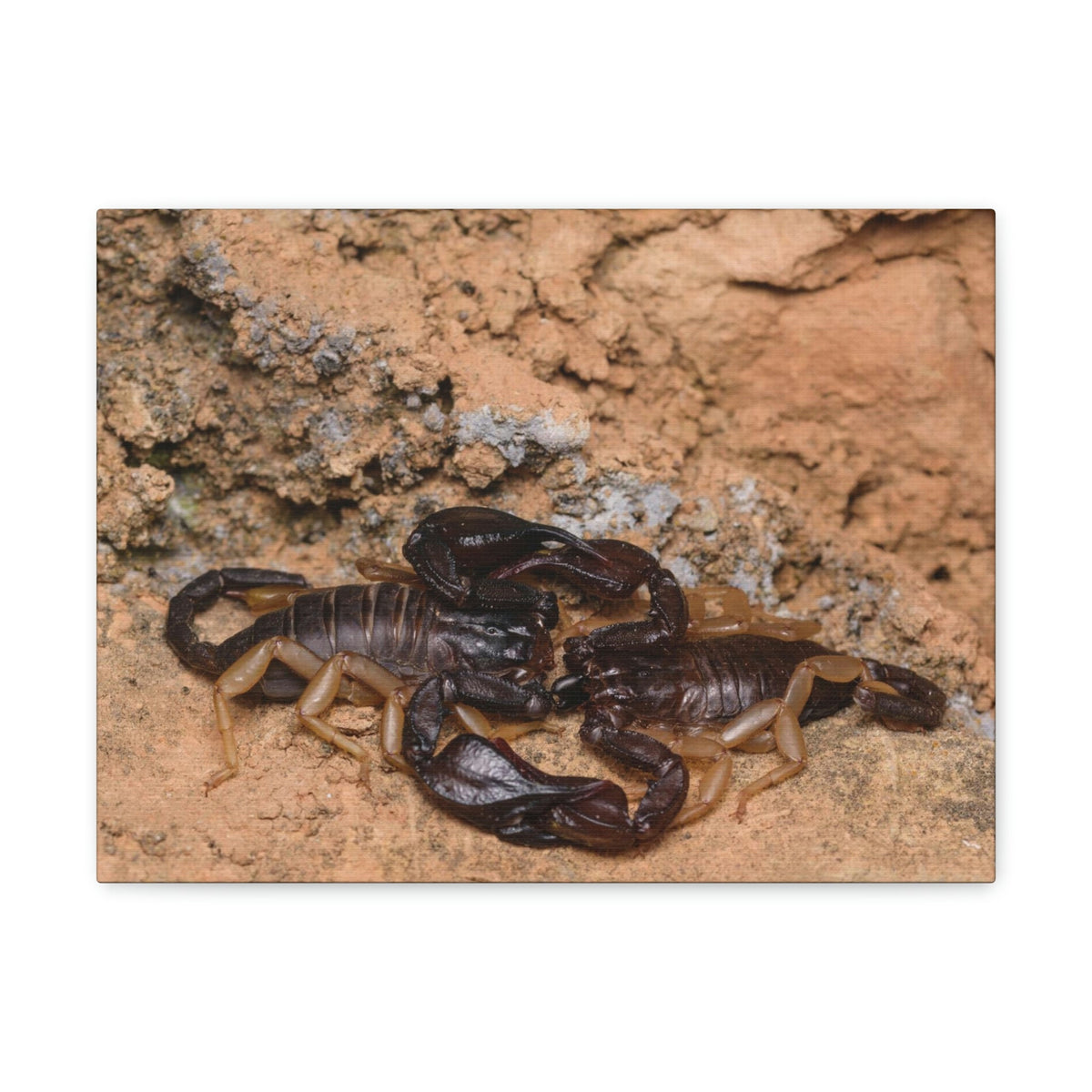 Scripture Walls Scorpion Couple Scorpion Couple Print Animal Wall Art Wildlife Canvas Prints Wall Art Ready to Hang Unframed-Express Your Love Gifts
