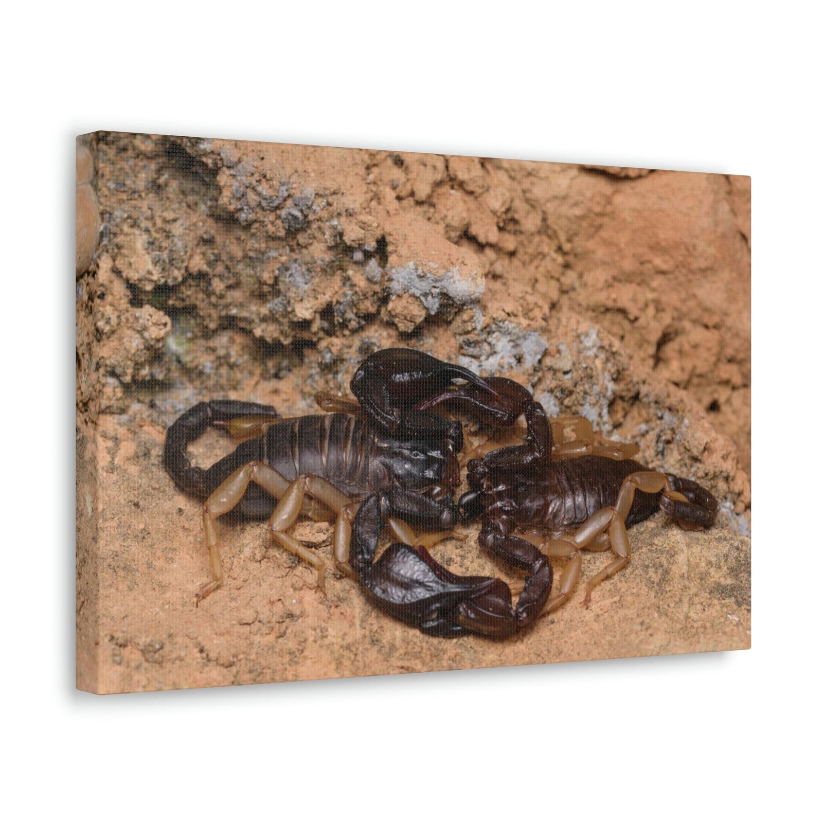 Scripture Walls Scorpion Couple Scorpion Couple Print Animal Wall Art Wildlife Canvas Prints Wall Art Ready to Hang Unframed-Express Your Love Gifts