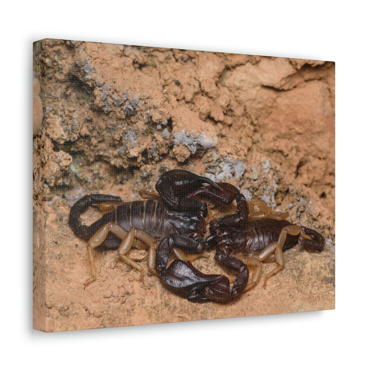 Scripture Walls Scorpion Couple Scorpion Couple Print Animal Wall Art Wildlife Canvas Prints Wall Art Ready to Hang Unframed-Express Your Love Gifts