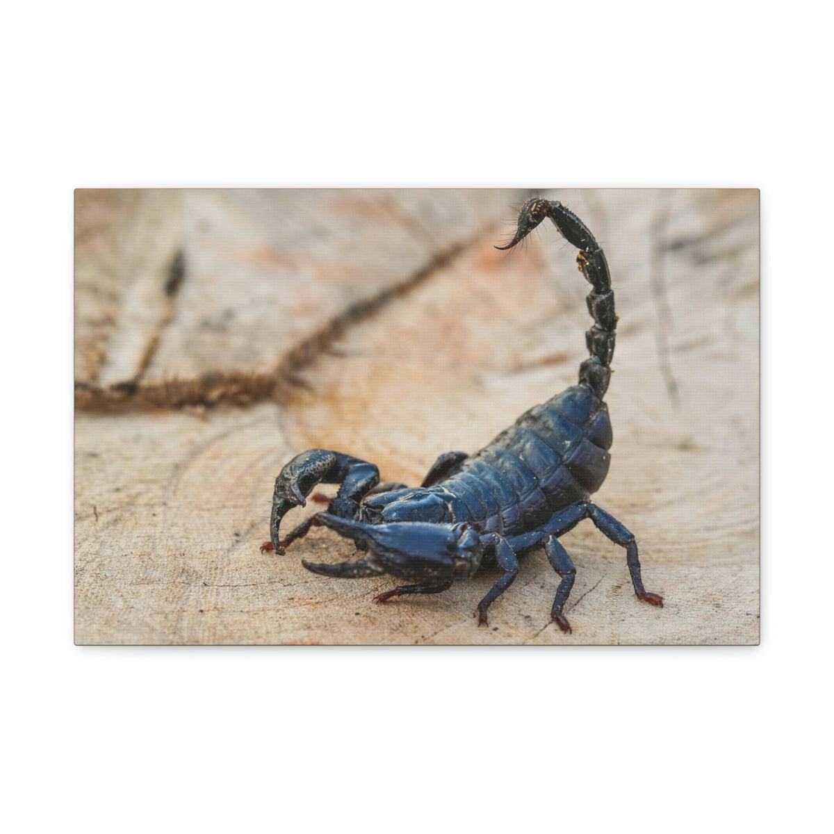 Scripture Walls Scorpion Hunting Scorpion on Hunt Print Animal Wall Art Wildlife Canvas Prints Wall Art Ready to Hang Unframed-Express Your Love Gifts