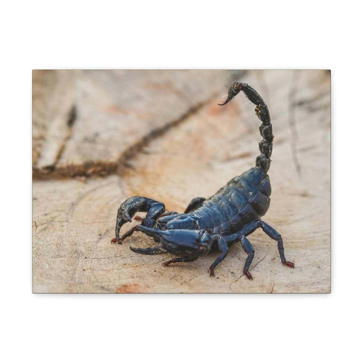 Scripture Walls Scorpion Hunting Scorpion on Hunt Print Animal Wall Art Wildlife Canvas Prints Wall Art Ready to Hang Unframed-Express Your Love Gifts