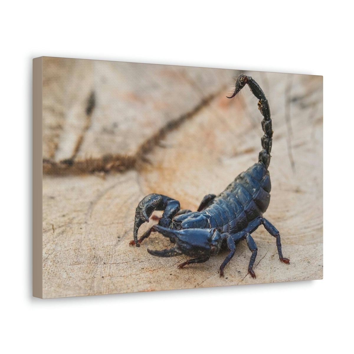 Scripture Walls Scorpion Hunting Scorpion on Hunt Print Animal Wall Art Wildlife Canvas Prints Wall Art Ready to Hang Unframed-Express Your Love Gifts