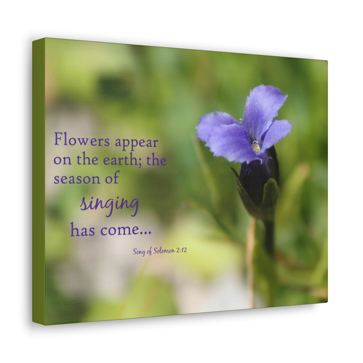 Scripture Walls Season Of Singing Song Of Solomon 2:12 Bible Verse Canvas Christian Wall Art Bible Verse Print Ready To Hang Unframed-Express Your Love Gifts